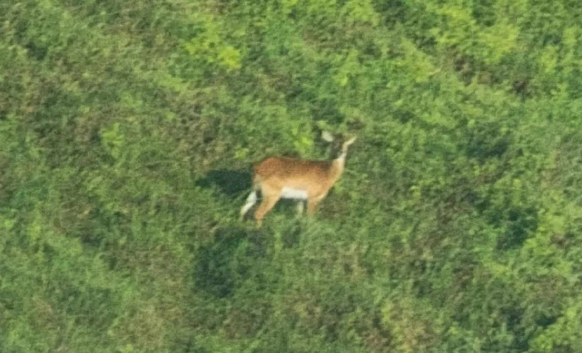 Historic First Photo Captures Critically Endangered Upemba Lechwe in Congo 
