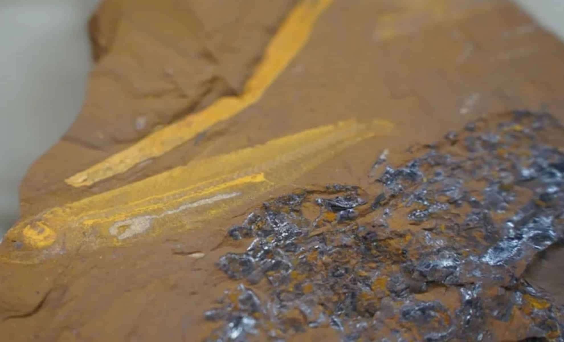 Remarkably Preserved 15-Million-Year-Old Fish Fossil Sheds Light on Ancient Ecosystems 