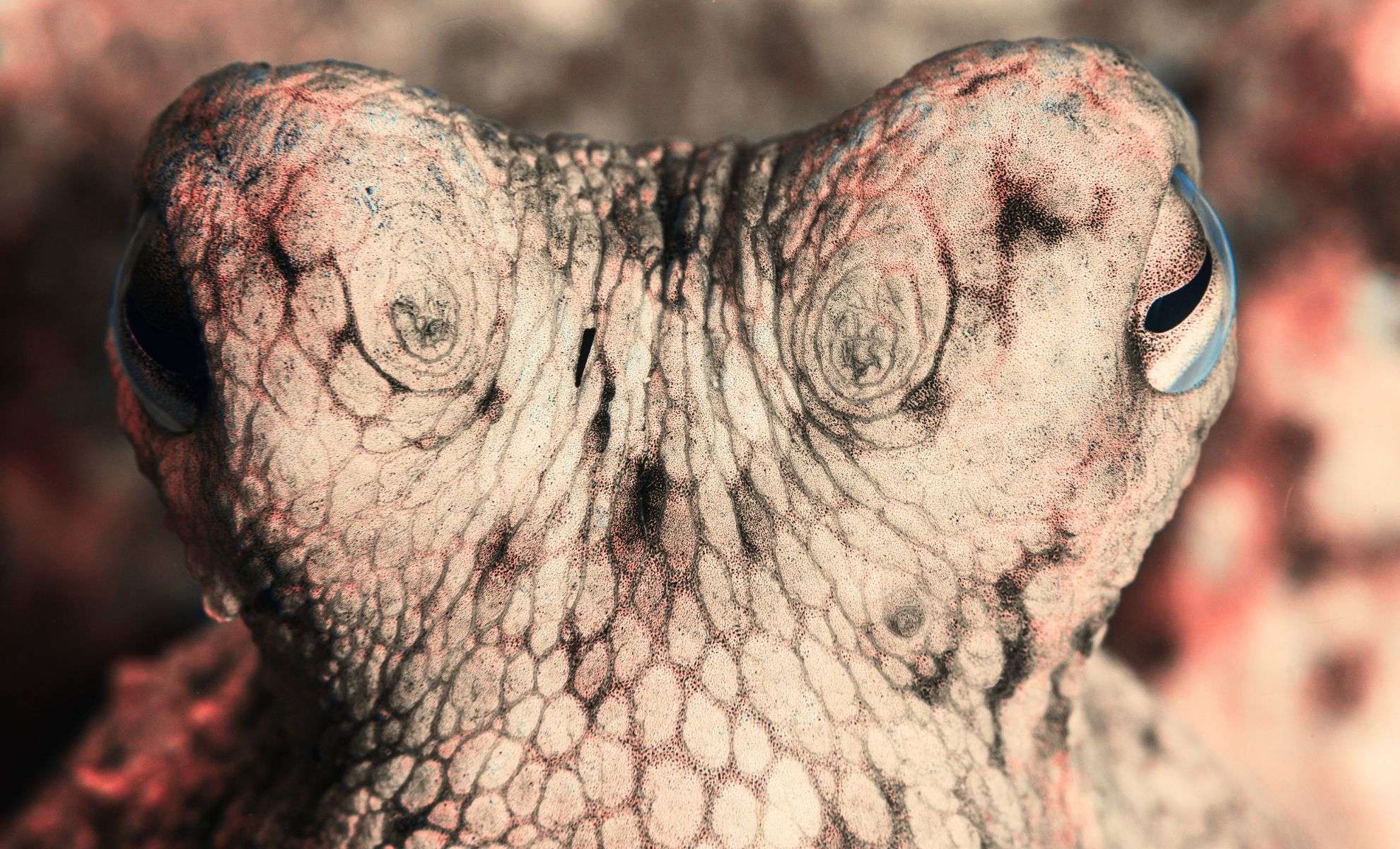 Which Creature Could Rise to Rule Earth After Humans Disappear? 