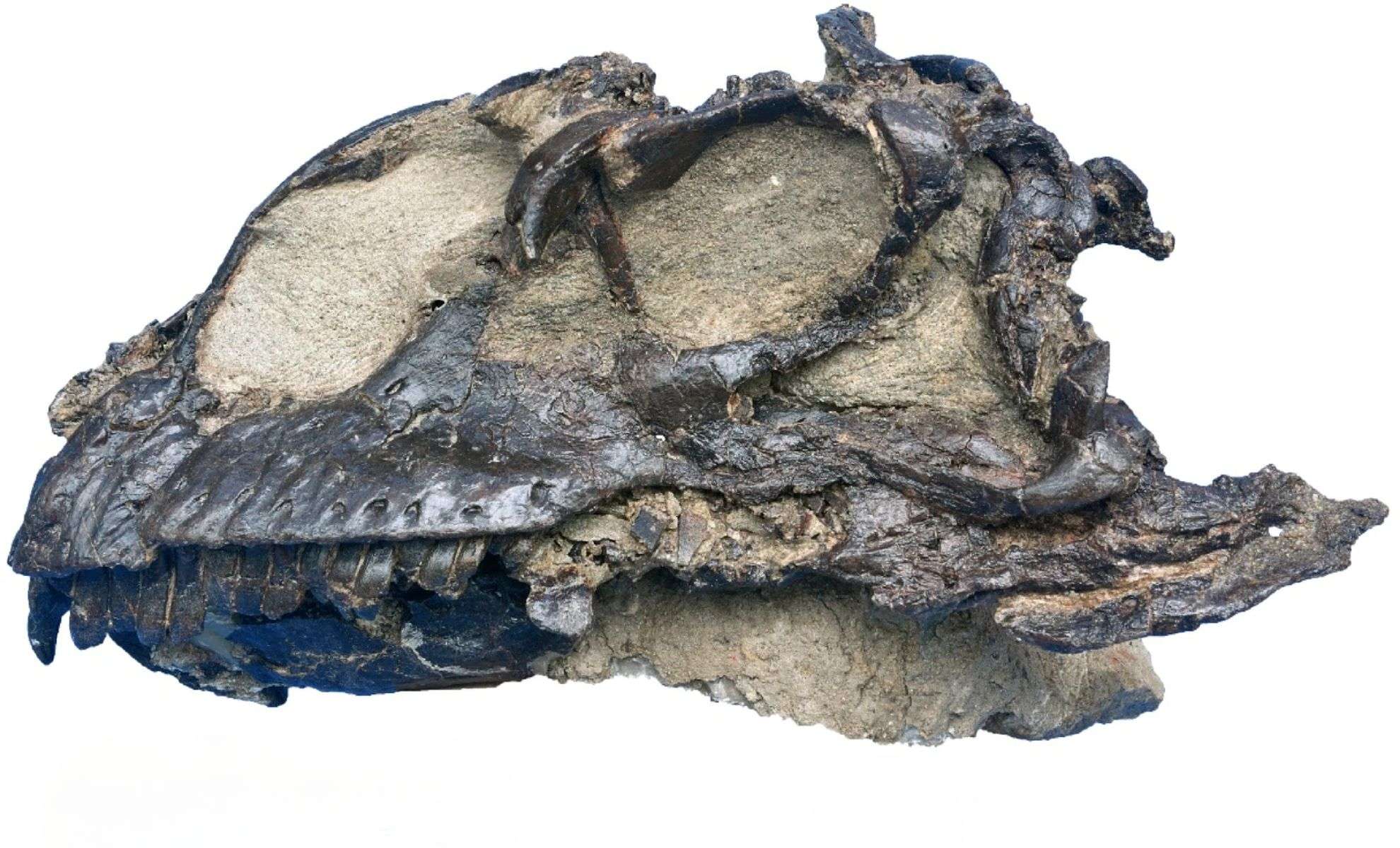 Skull-of-Jinchuanloong-niedu-2a144cde3cdaf0a9e2a78af5b7a0ae98.jpg