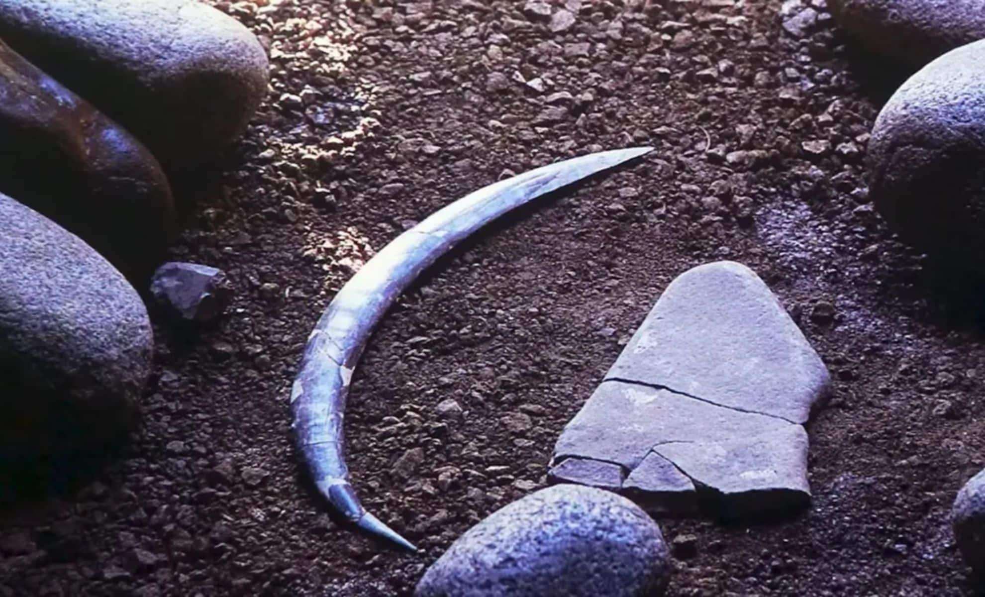 Ancient Mammoth Tusk Boomerang from Poland Dates Back Over 40,000 Years 
