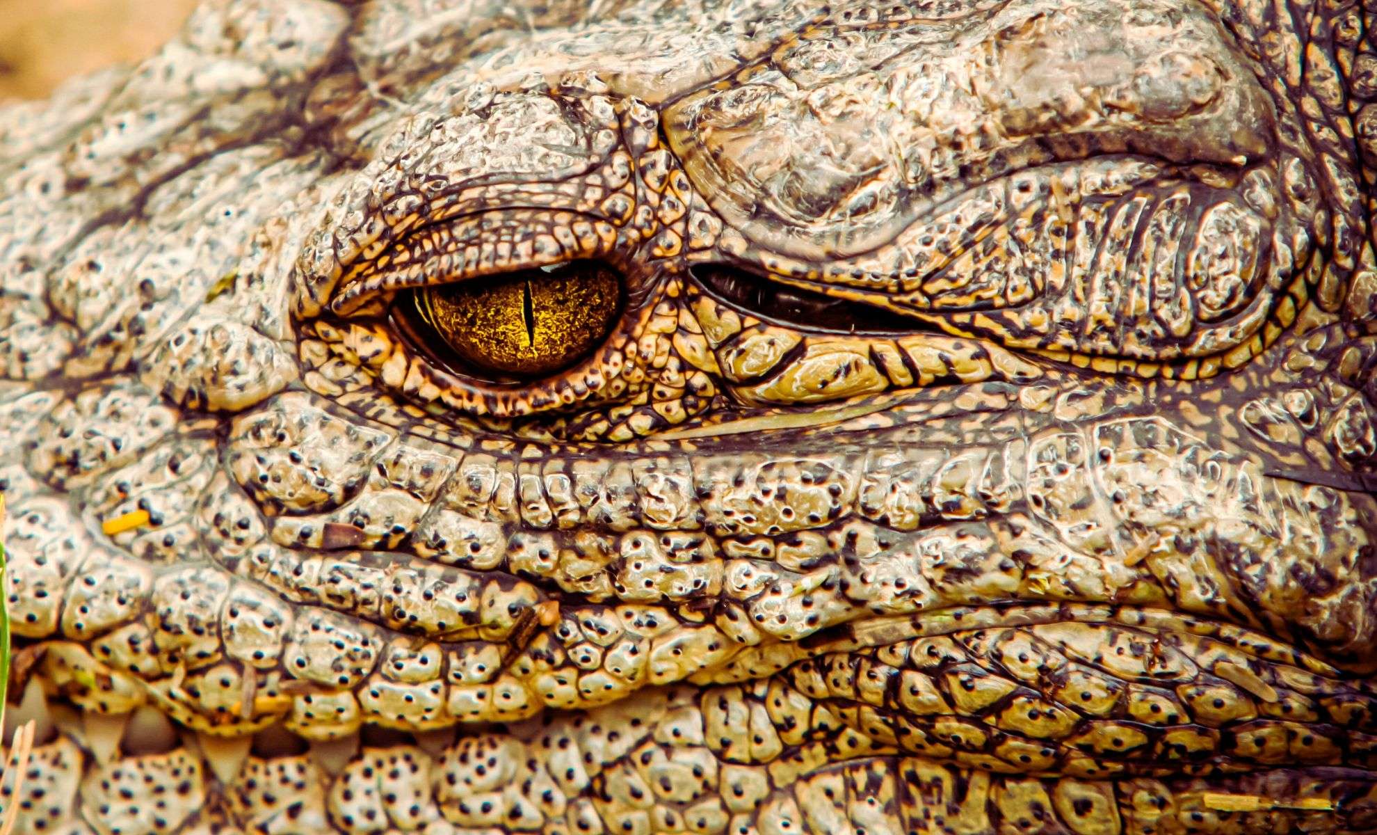 Henry the Crocodile: The Ancient Giant Still Thriving After 124 Years 