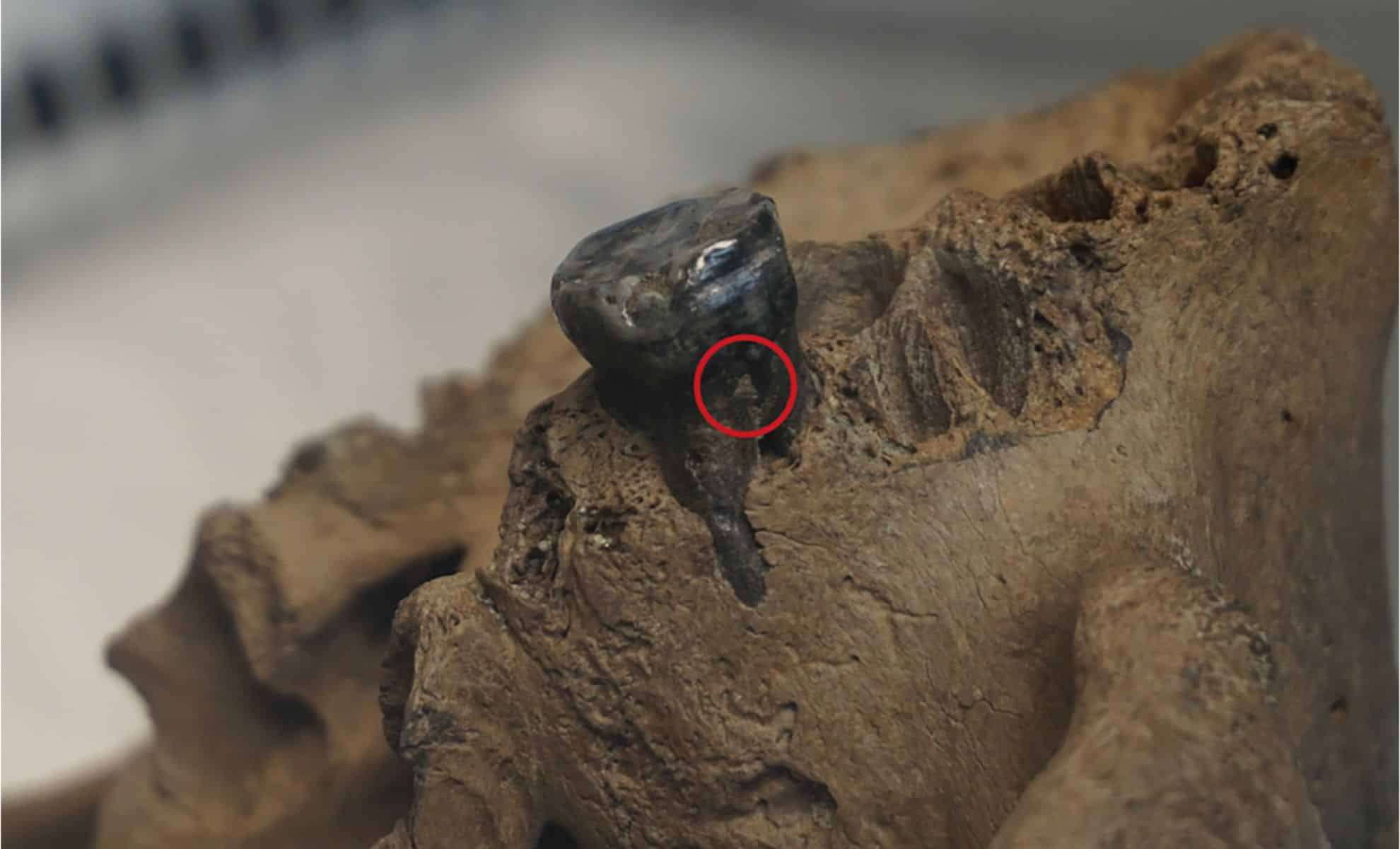 Unveiling the 'Dragon Man' Skull: Key to Understanding Denisovan Humans 