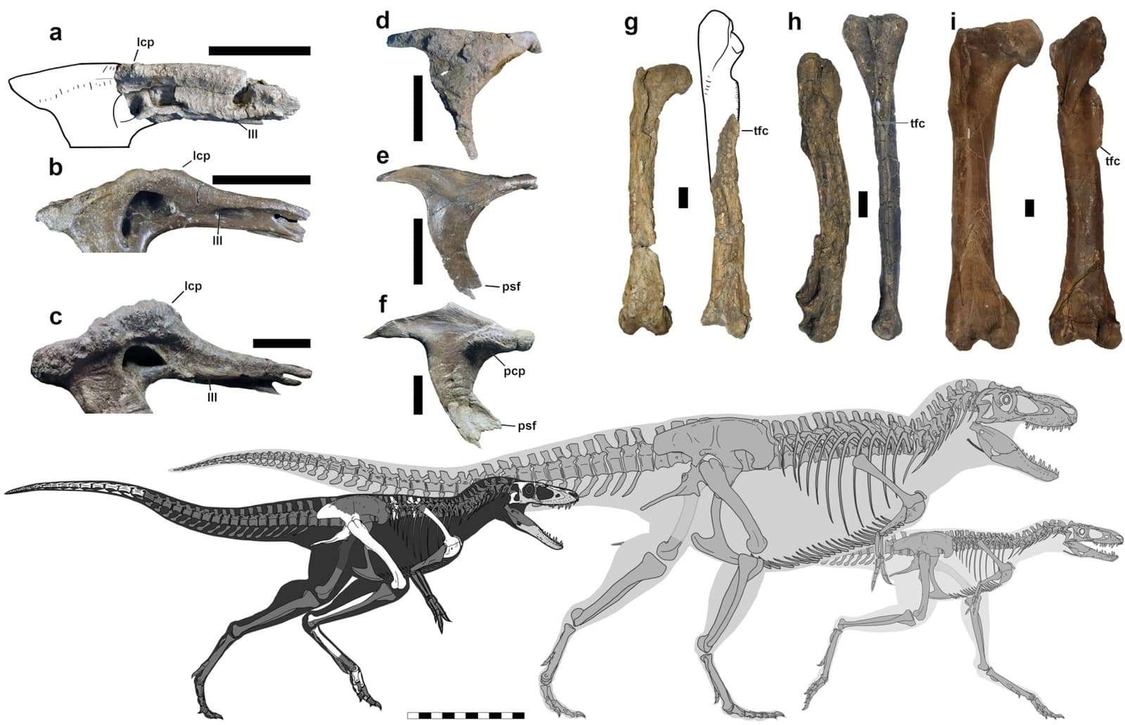 Khankhuuluu-mongoliensis-681c65559e2c020e9225bec7b22f2737.jpeg