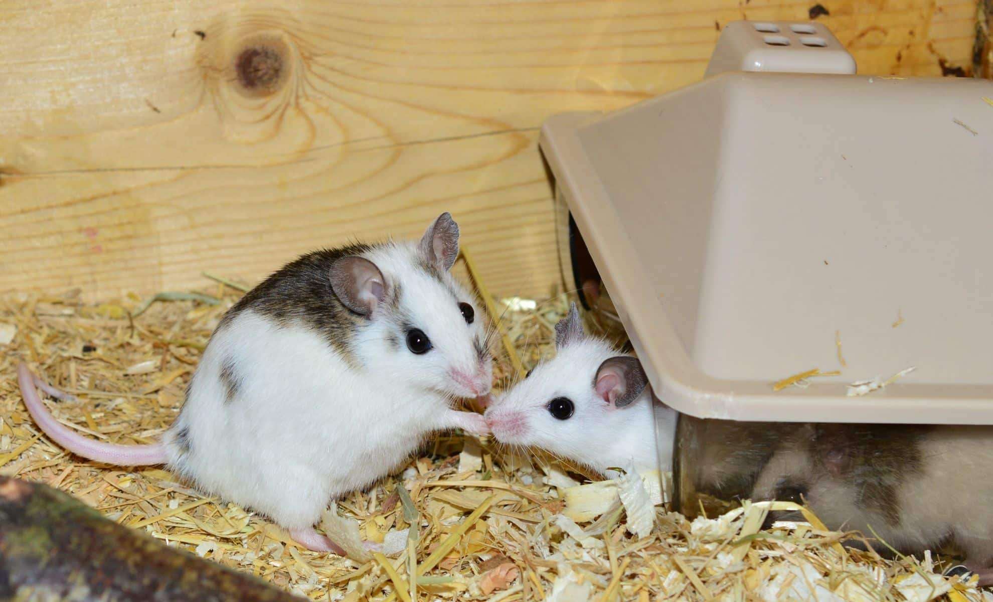 First Viable Offspring from Two-Father Mice Born Successfully 