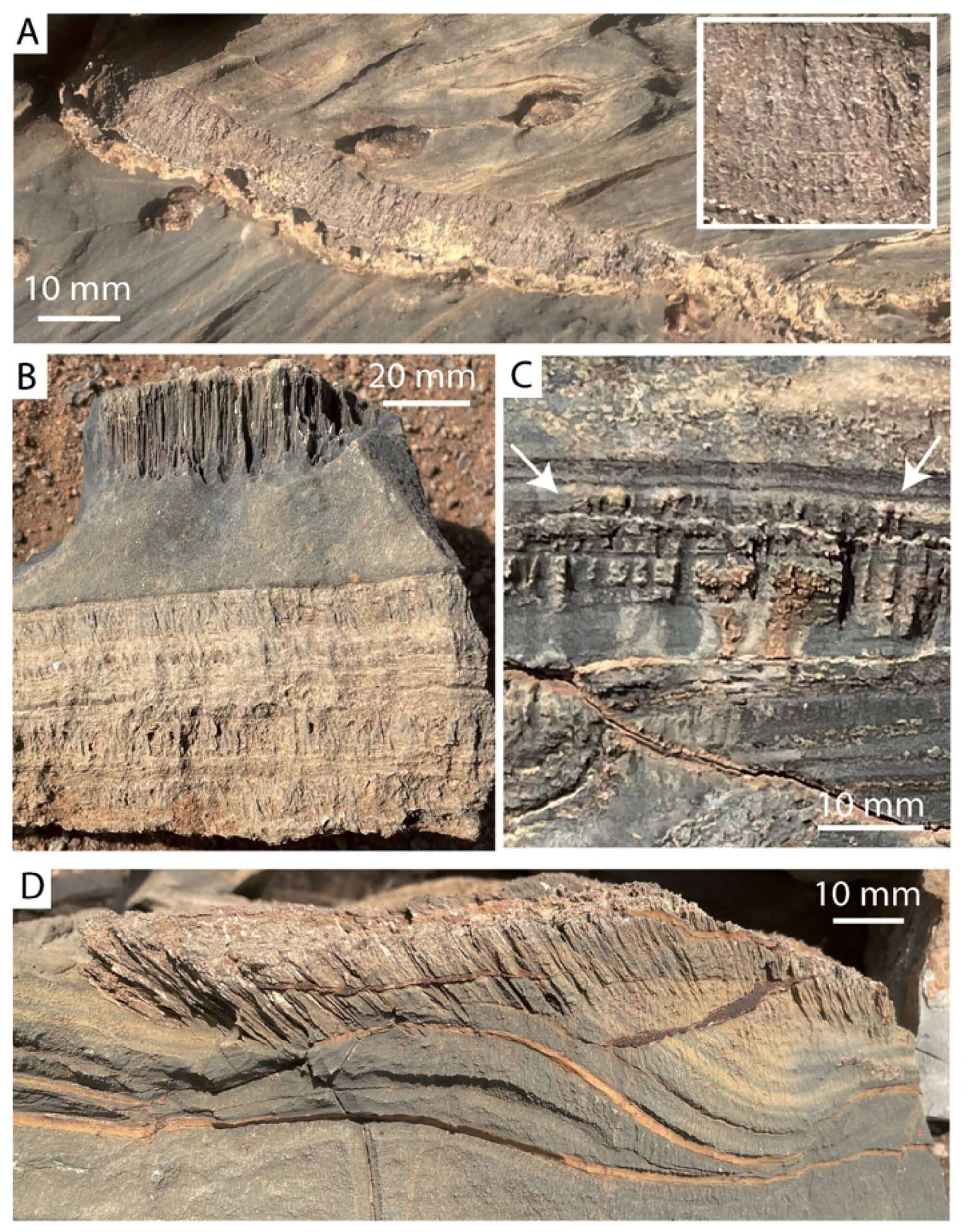 Micro-burrow-bands-and-endostromatolites-scaled-07d4883cf1b252323c2dedc36c44a42b.jpg