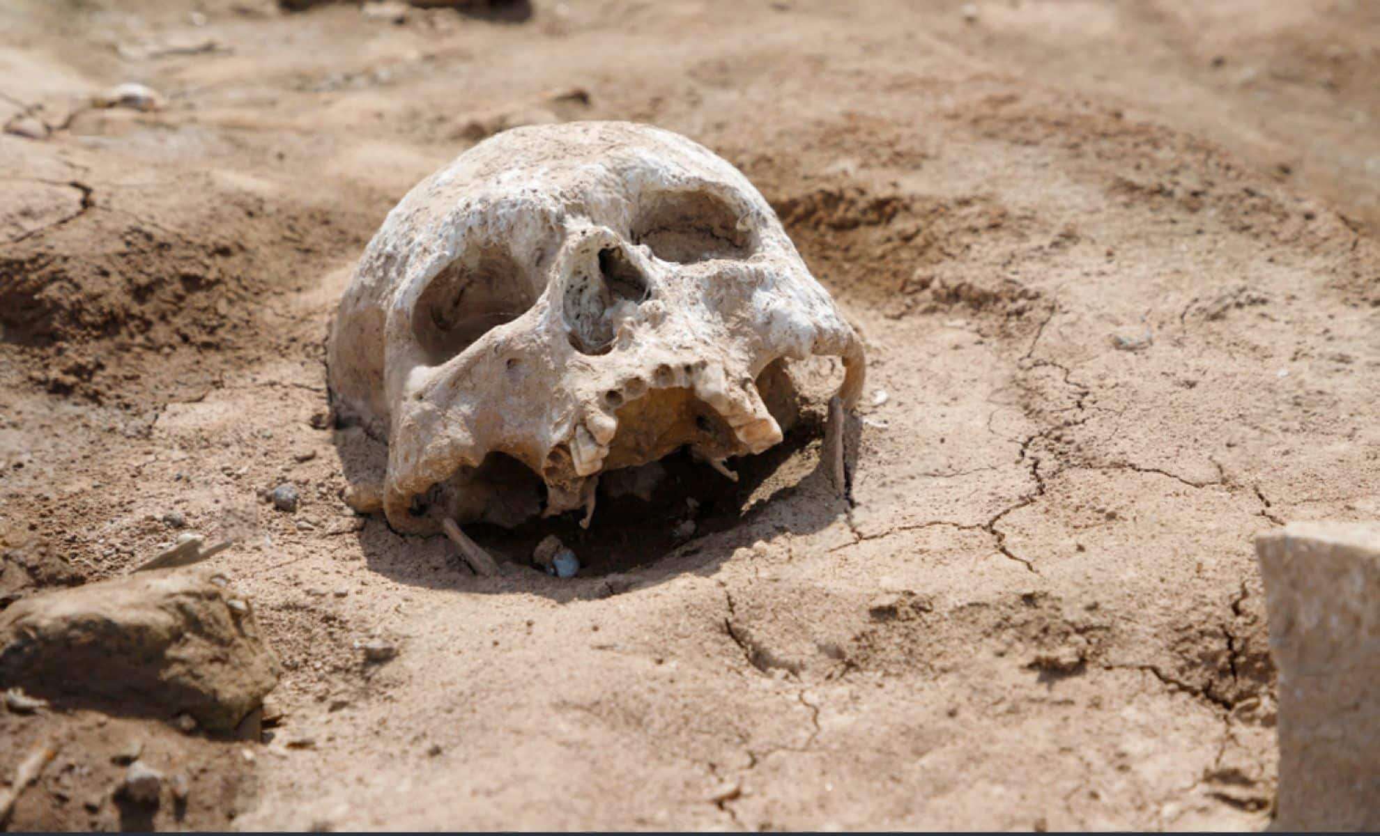 Students Solve 180-Year-Old Maritime Mystery with Skull Found in New Jersey 