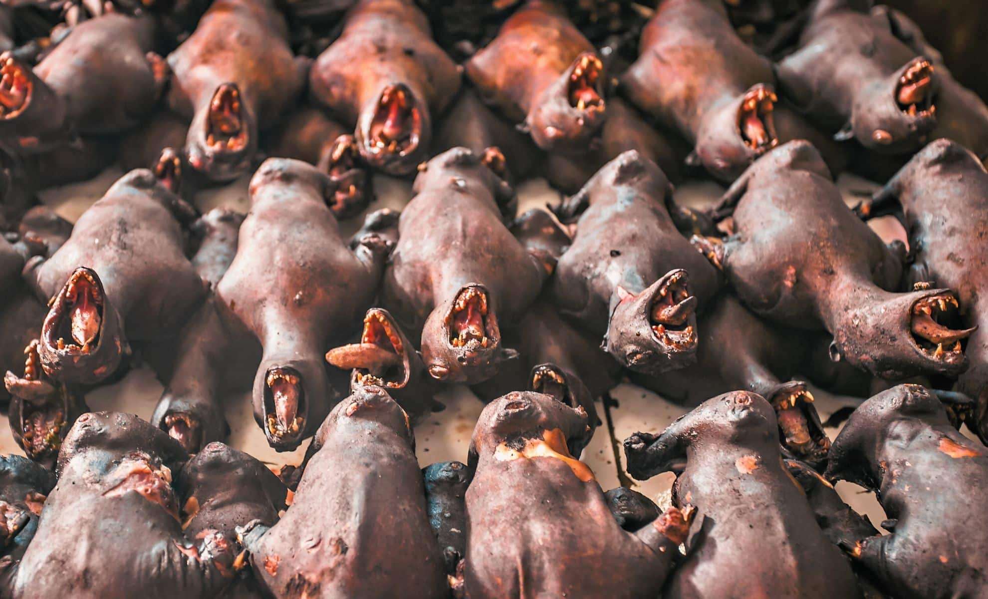 Emerging Bat Viruses in China Raise Alarms for Public and Animal Health 