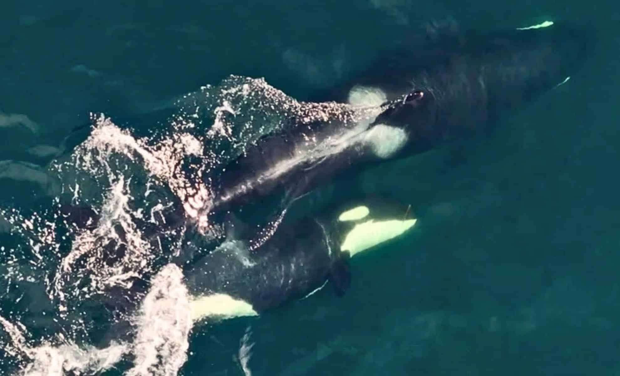 Orcas in the Salish Sea Employ Tools for Grooming, a Potential Lifeline Amid Decline 