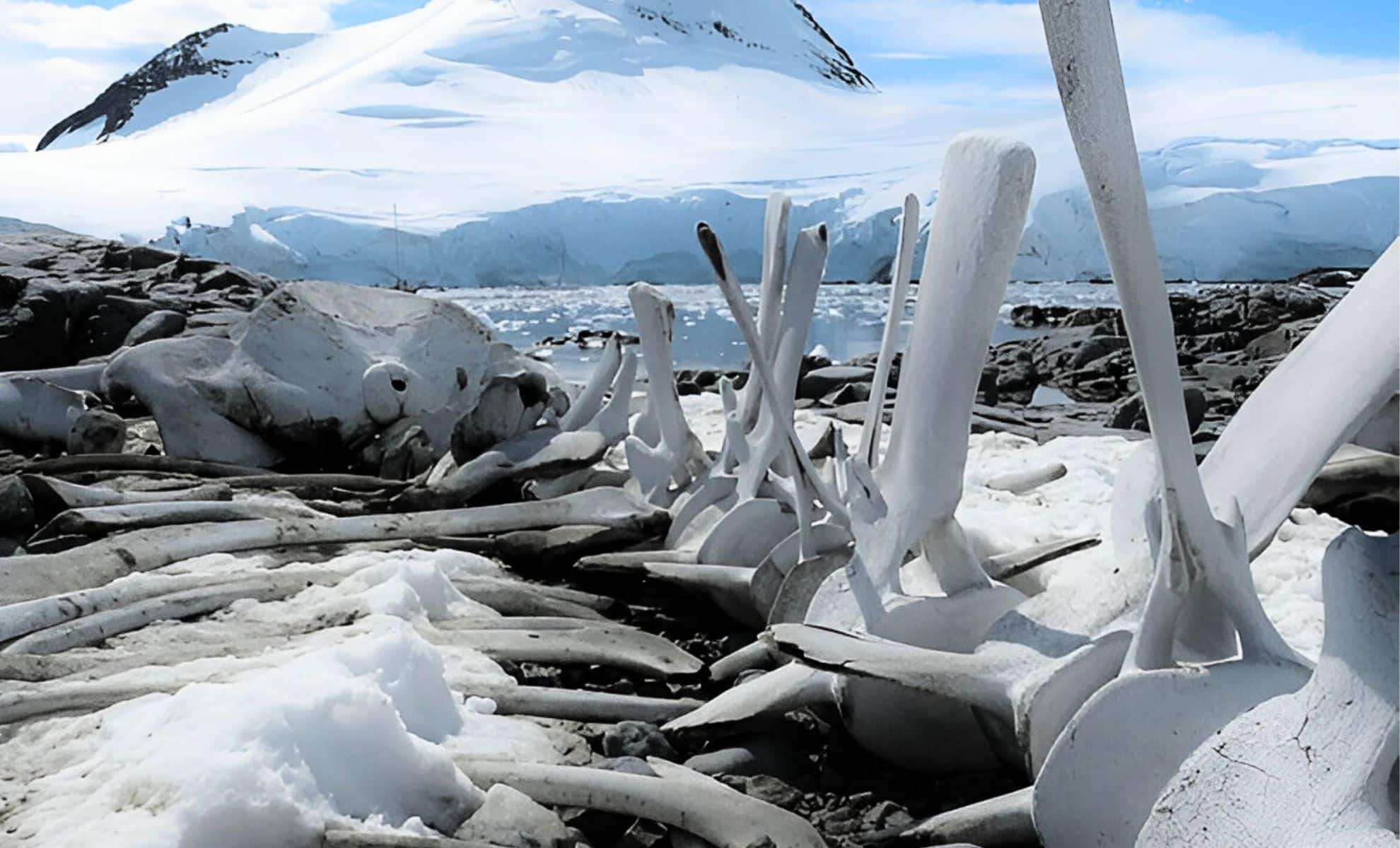 Antarctic Dinosaurs Survived Harsh Polar Darkness 120 Million Years Ago 