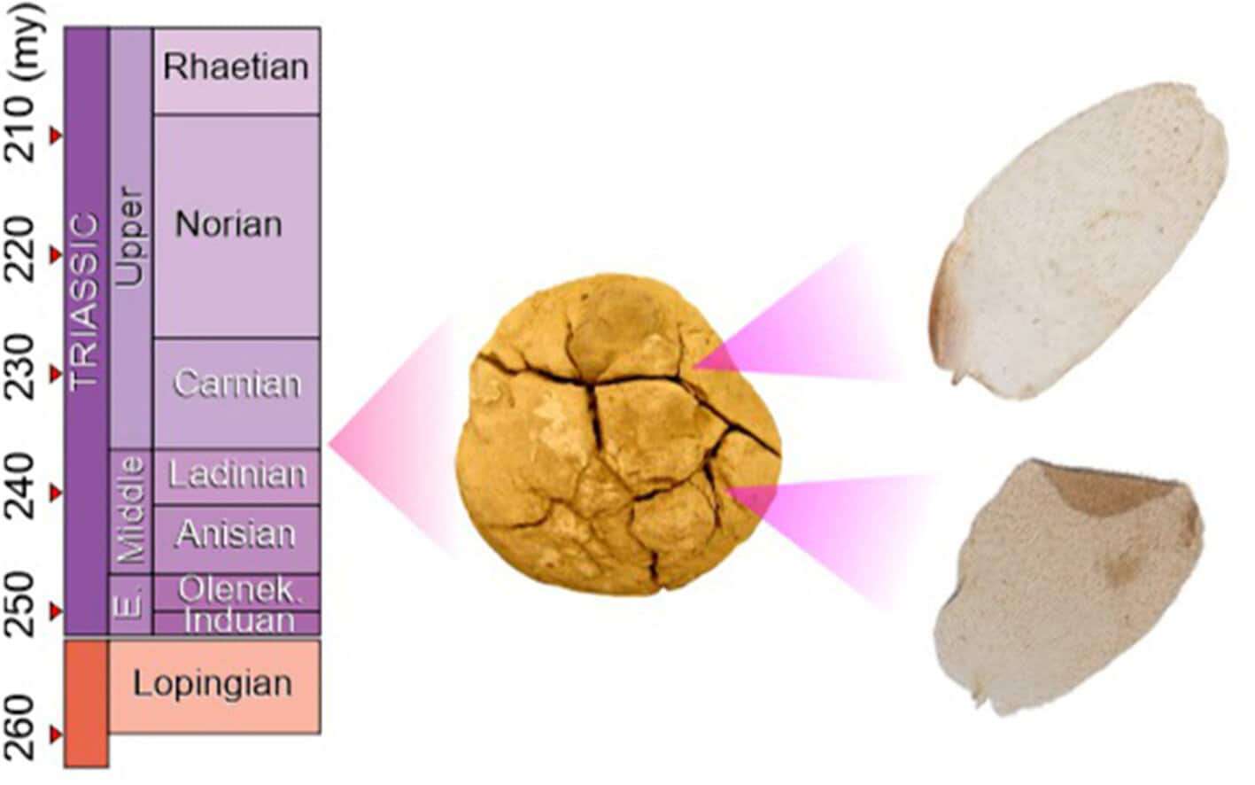 oldest-physical-evidence-18103dd40746e700ce01f4a98181e2a2.jpg