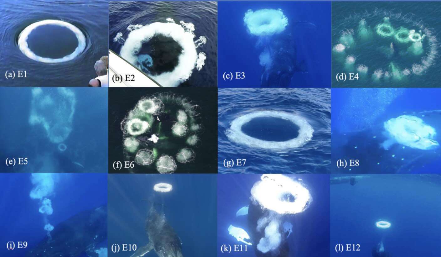 bubble-rings-b18e3182ea2a774e0c480a252f1a037d.jpg