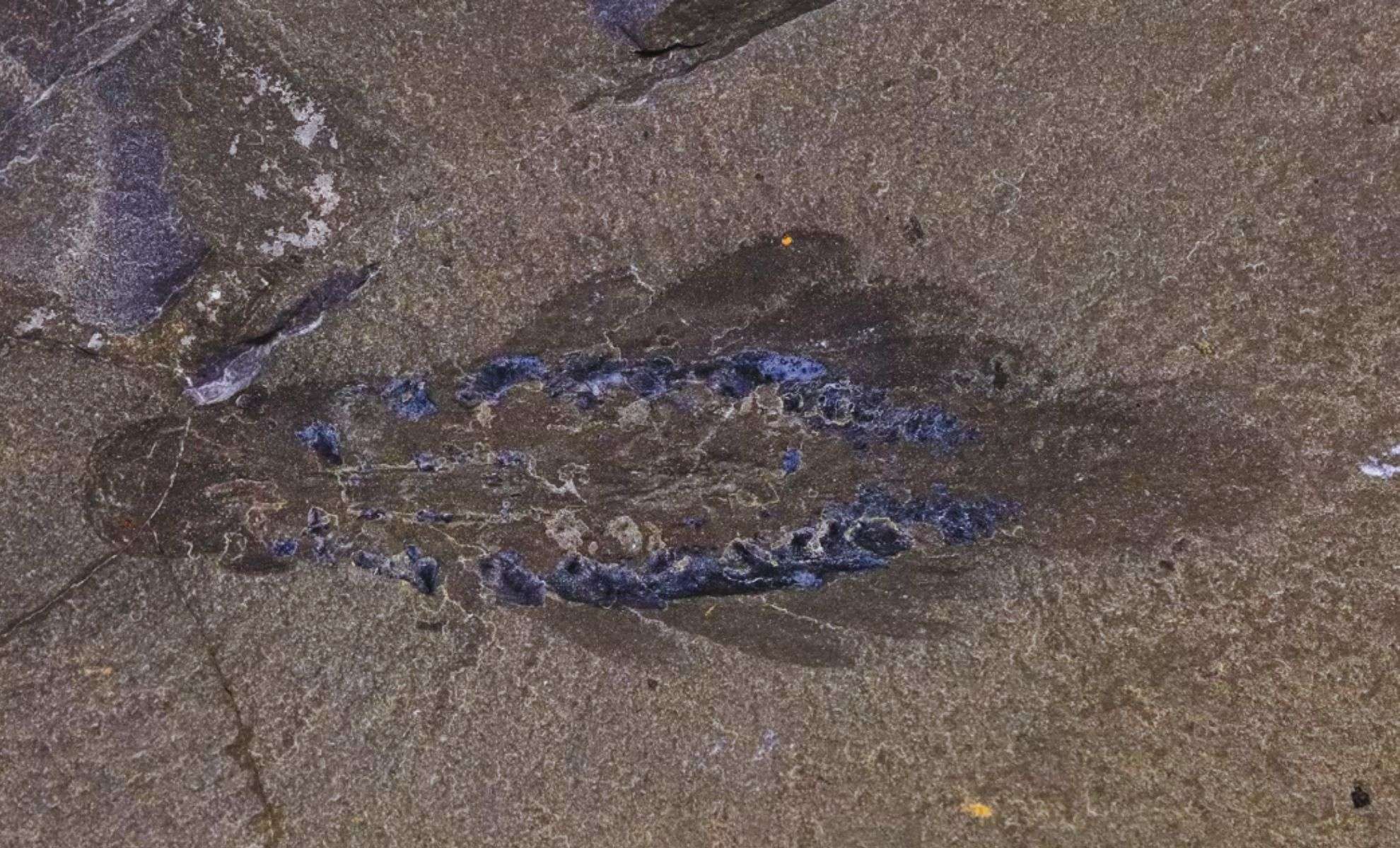 Ancient Three-Eyed Marine Creature Reveals Secrets of Early Animal Evolution 