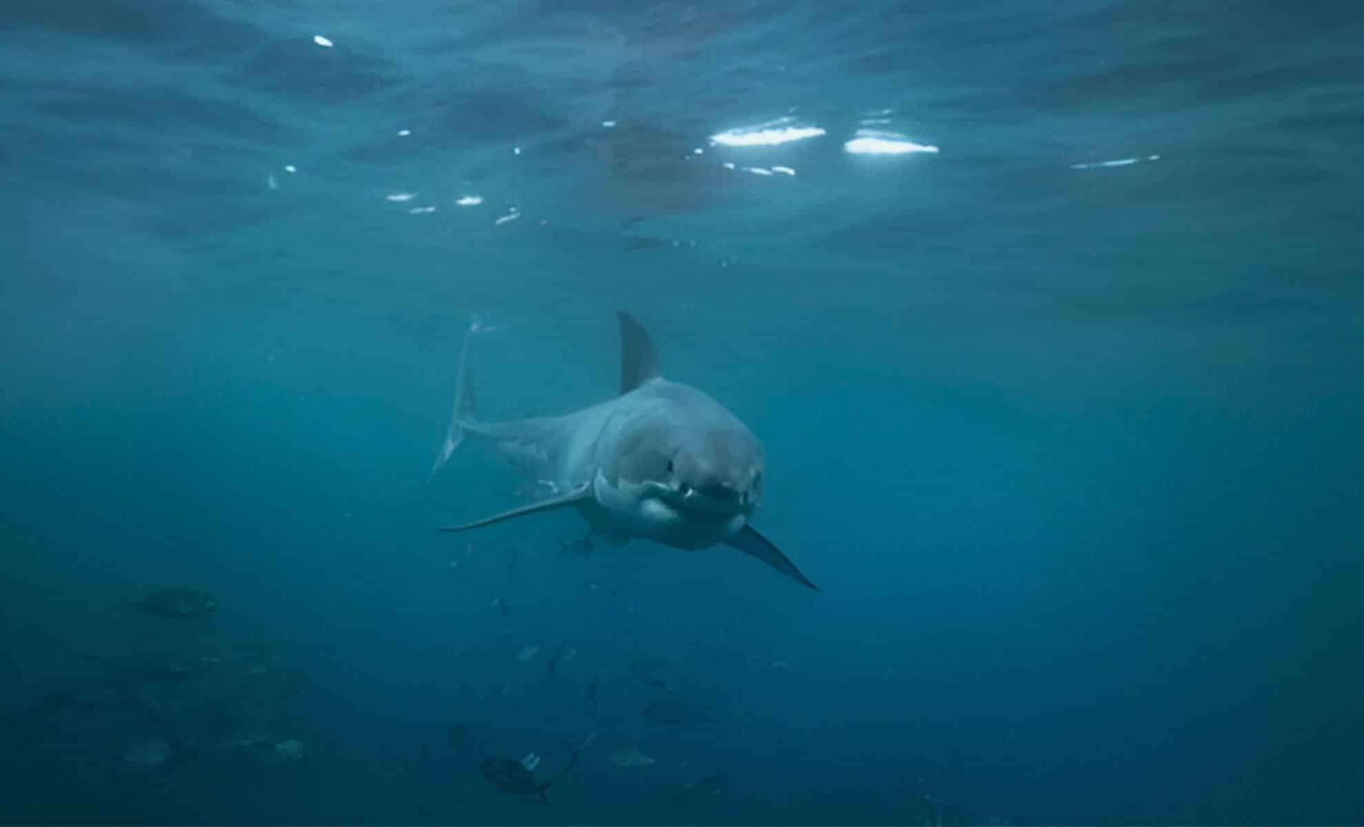 Researchers Land Record-Breaking Great White Shark Off Florida Coast 