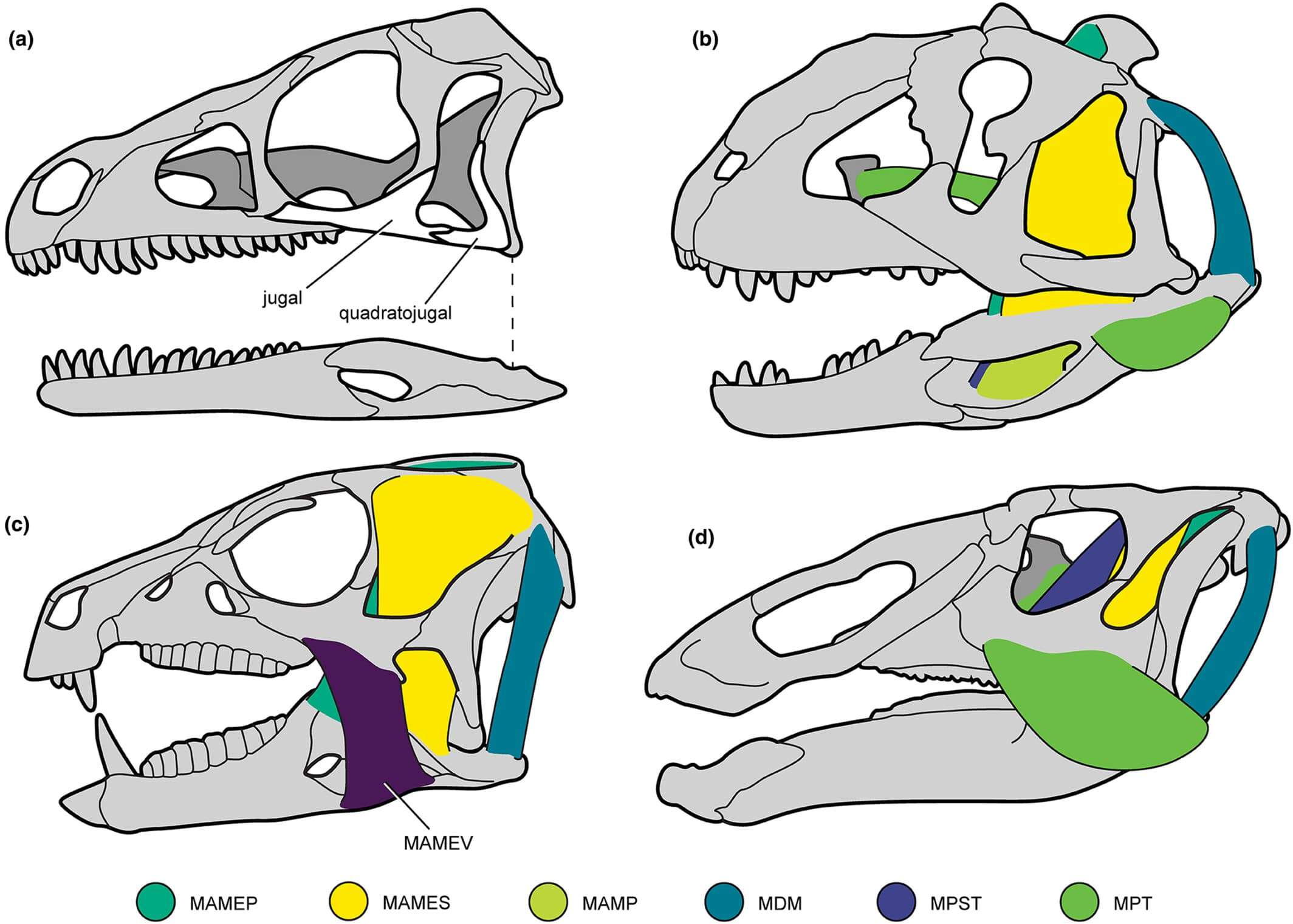 Previous-myological-reconstructions-of-dinosaur-skulls-in-left-lateral-view-d5b96a4dfb277b6df581cacb5cf5ba5b.jpg