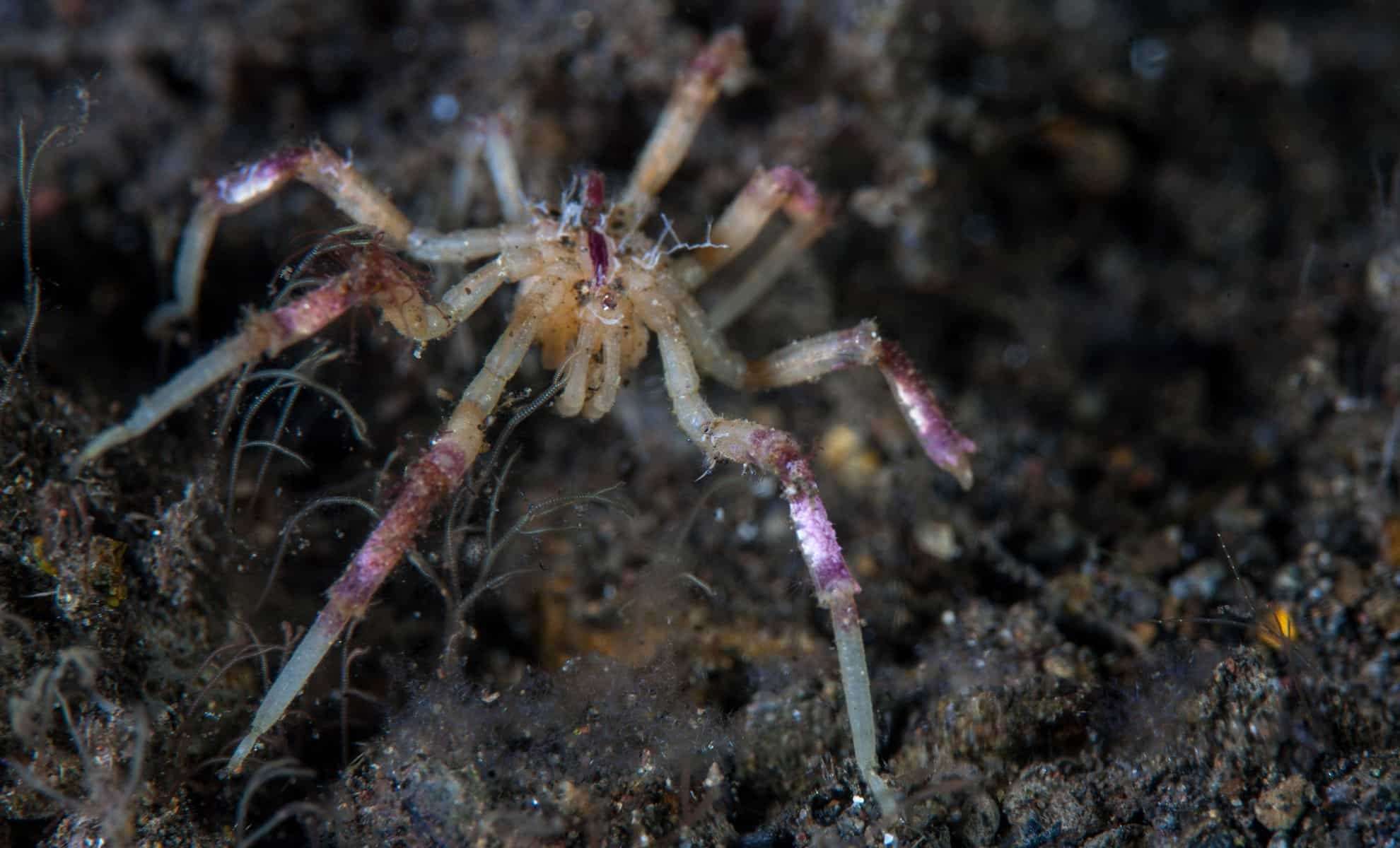Newly Discovered Sea Spiders Survive on Methane in the Ocean's Depths 