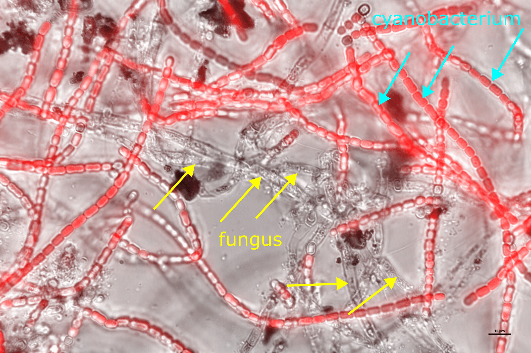 image-55-f471dbf7bb95eaa13120fe94f2319941.png