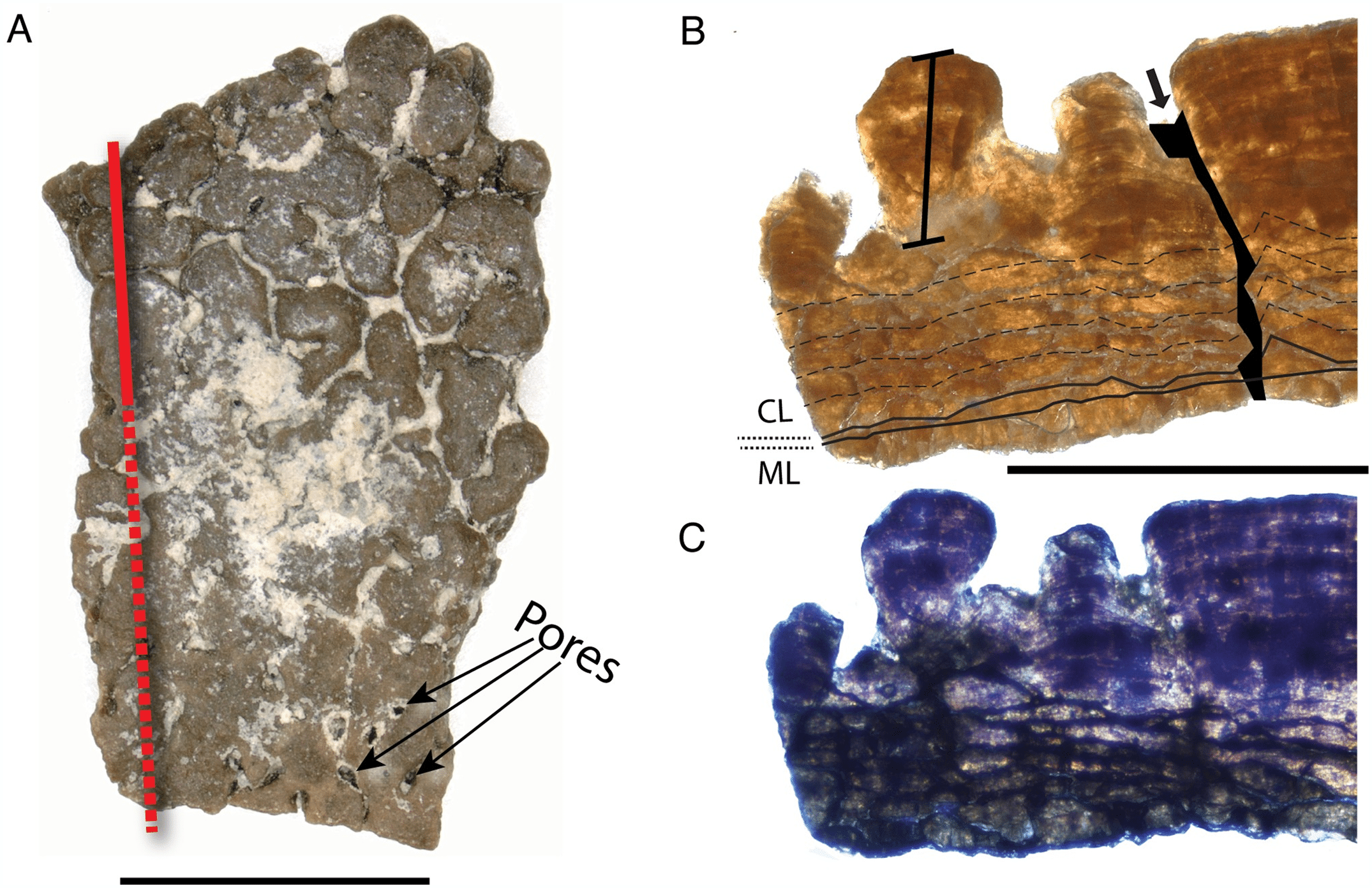 Features-of-Undulatoolithus-fragment-c69292c3da4e3880519cf19f3cc1043d.png