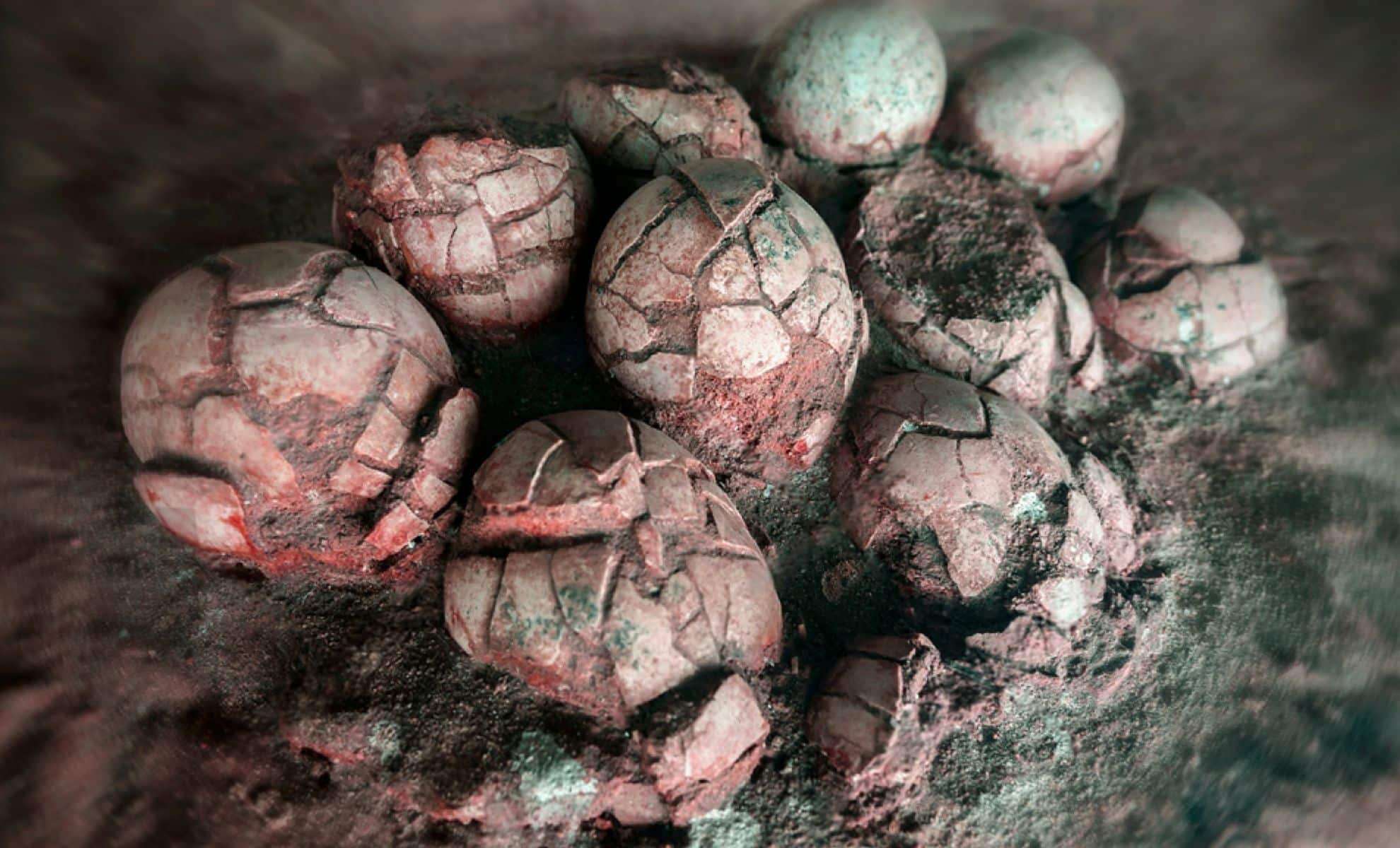 Discovery of Six Different Dinosaur Egg Types Unearthed Together 