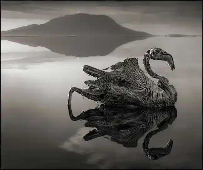 the-body-of-a-flamingo-on-Lake-Natron-bd9c0f2acfed7e879534657126d2d080.webp