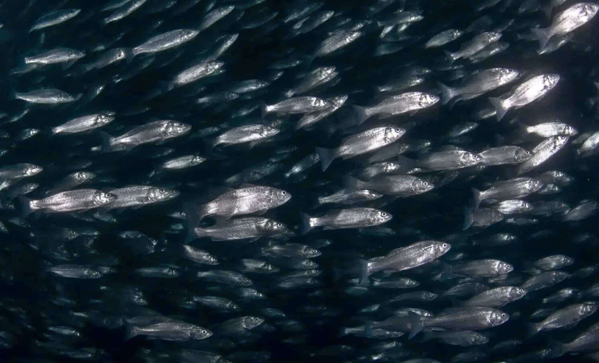 Unprecedented Ocean Predation Unveiled in the Atlantic Near Norway 