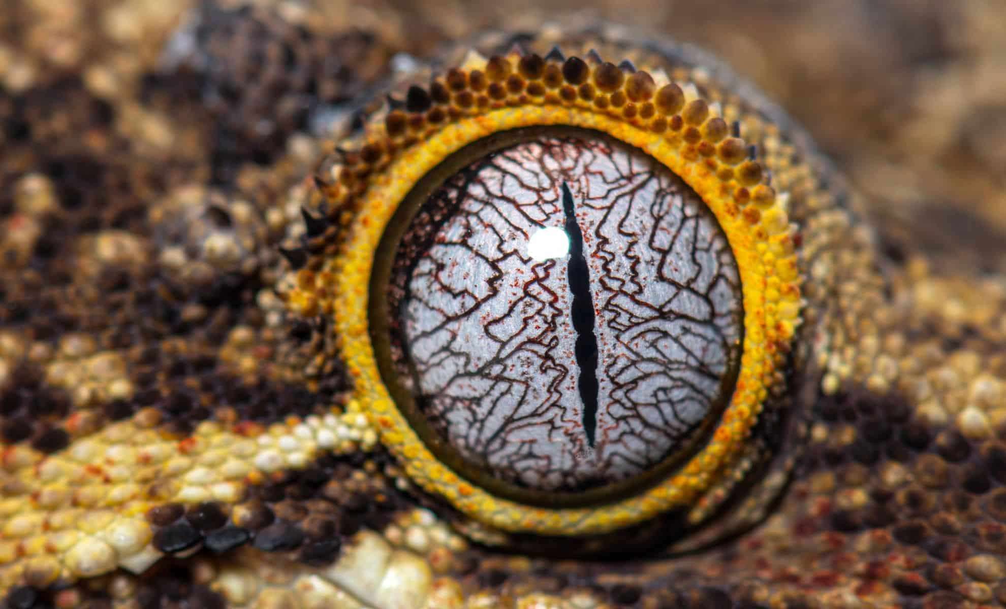 How Night Lizards Survived the Dinosaur-Killing Asteroid Impact 