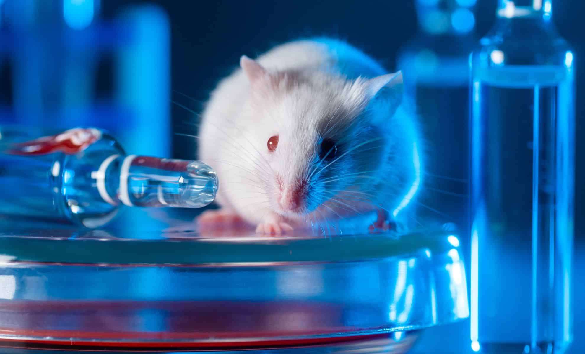 Cancer Drug Duo Extends Mouse Lifespan by 30%—Human Trials on the Horizon 