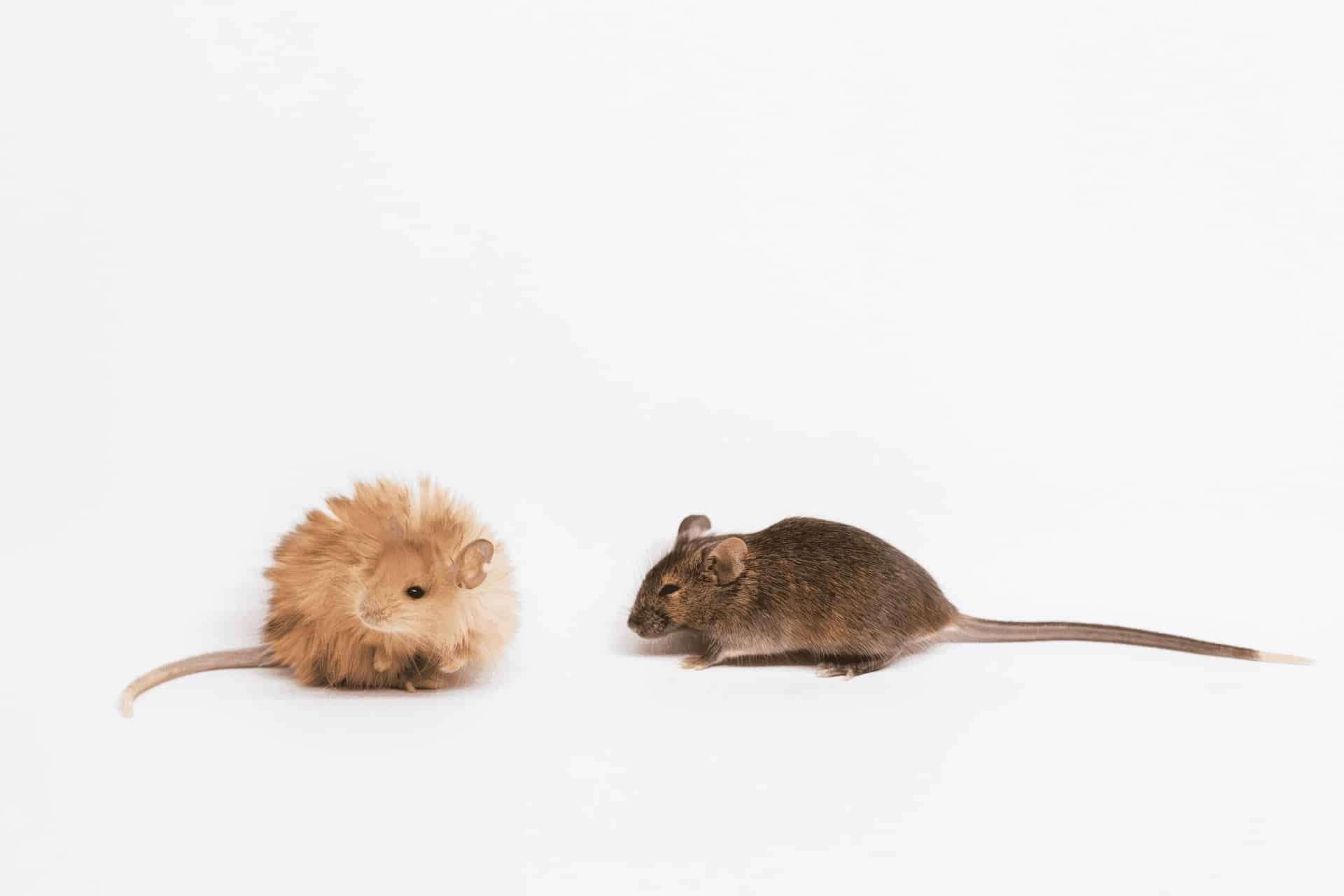 A-woolly-mouse-compared-with-a-normal-mouse-63480d003e59fb822a8ac2400498f02e.jpeg