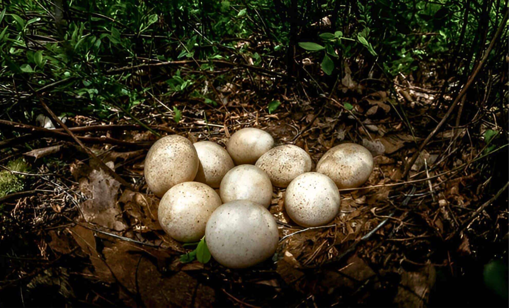 Unveiling the Mystery: Why Turkey Eggs Rarely Appear on Our Breakfast Tables 