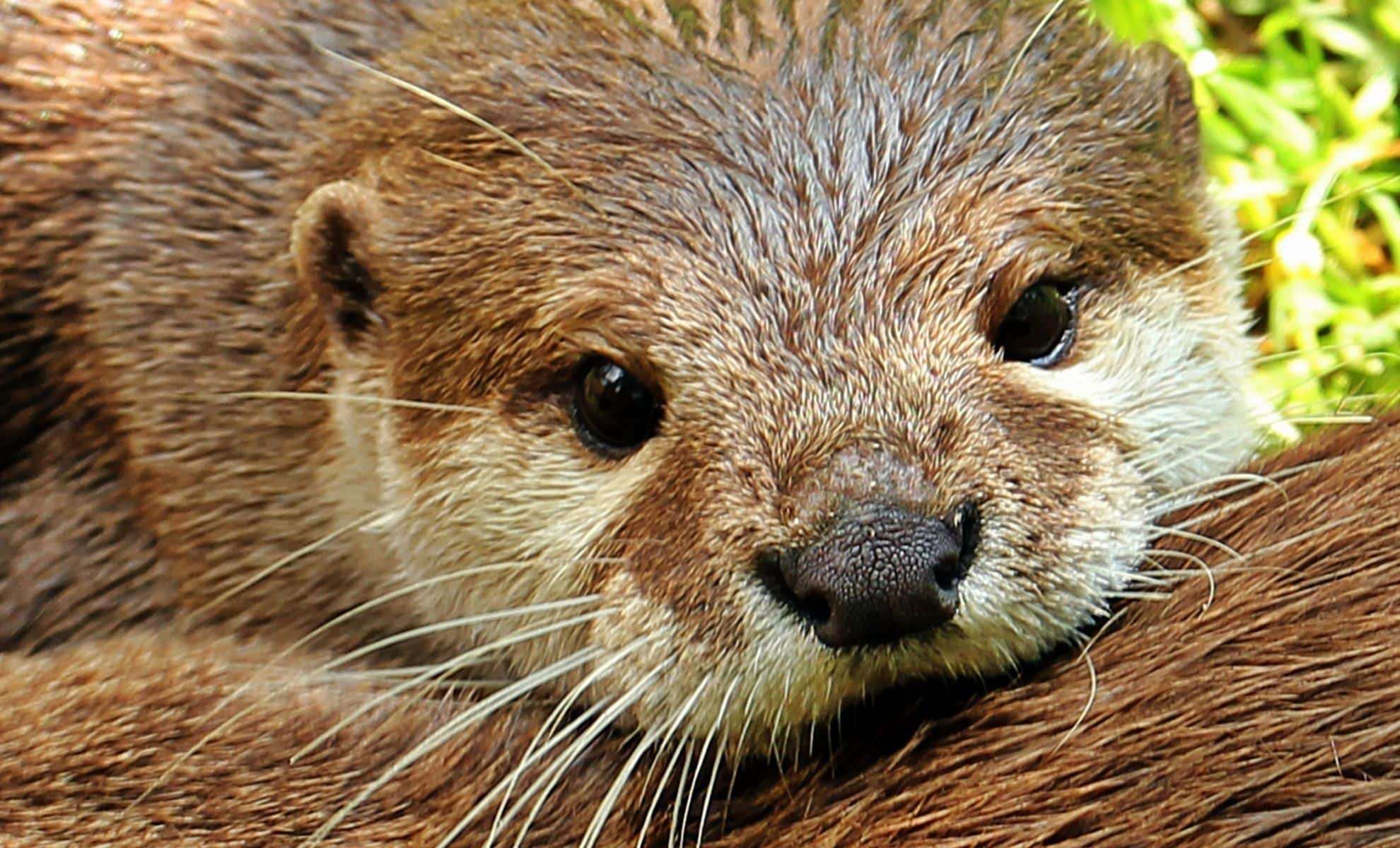 Long-Lost Tiny Otter Resurfaces in Nepal After Nearly Two Centuries 