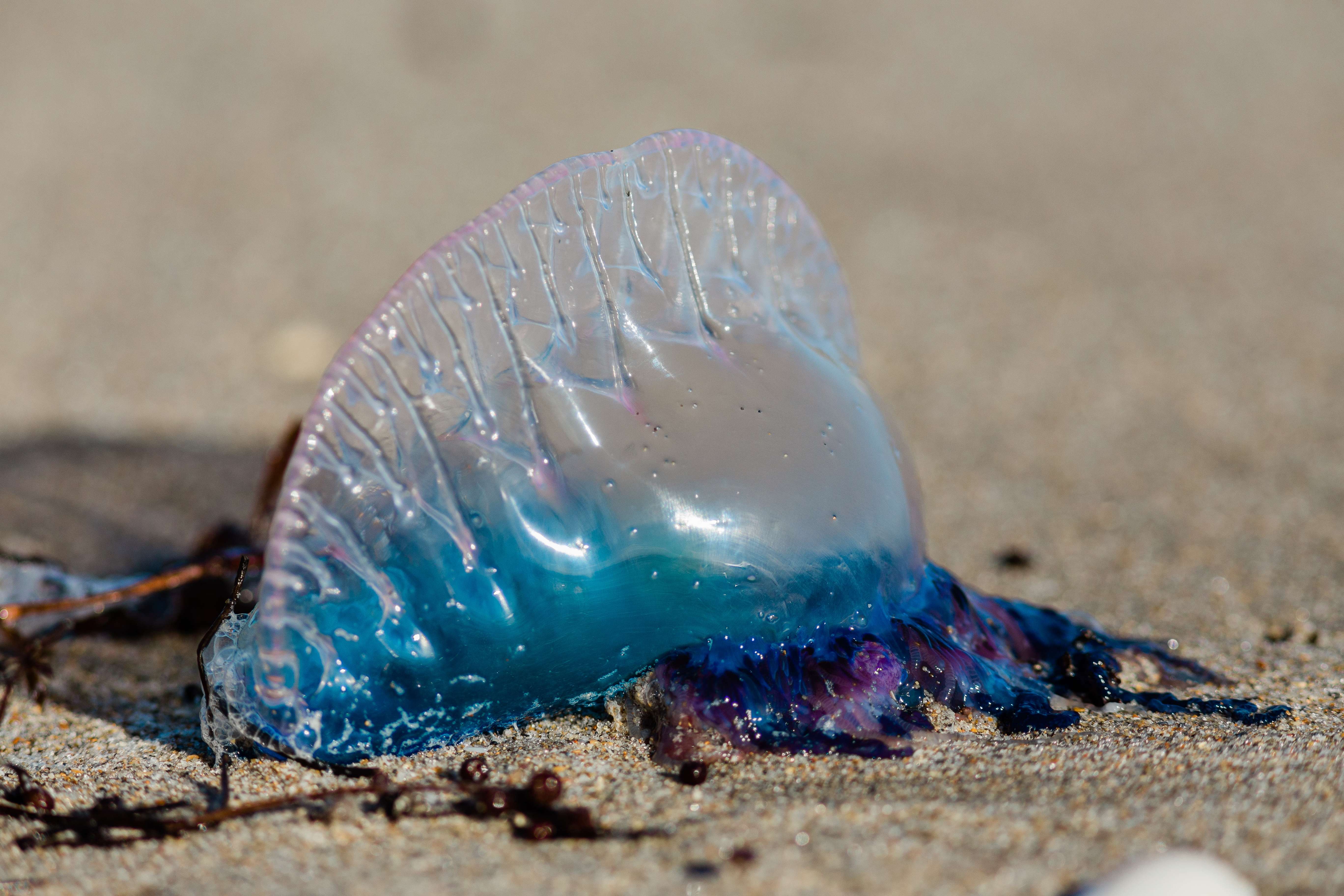 Portuguese-Man-o-War-1-2a716b0bcbb0ec8792b02c9e6c77ed1f.jpg