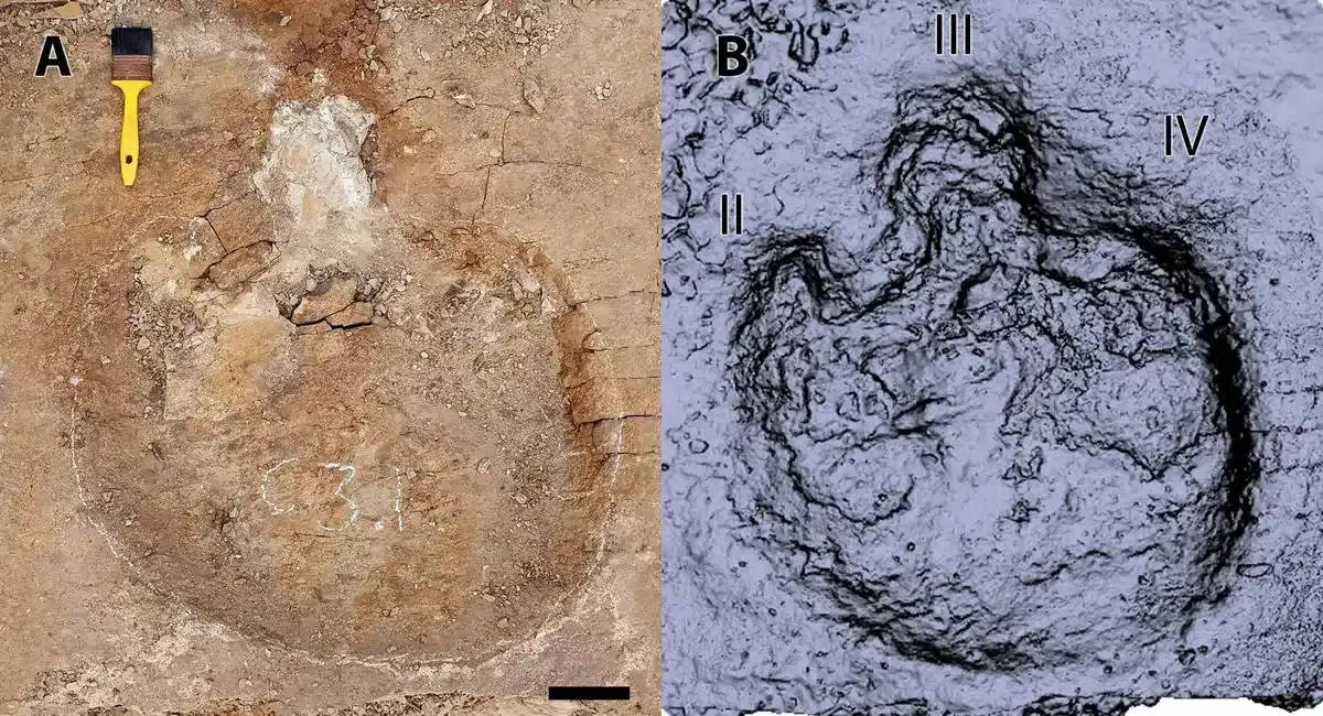 Ankylosaurid-track-at-Skyline-tracksite-scaled-1-670dbf3b2ce86574d41a577b1359ae24.webp