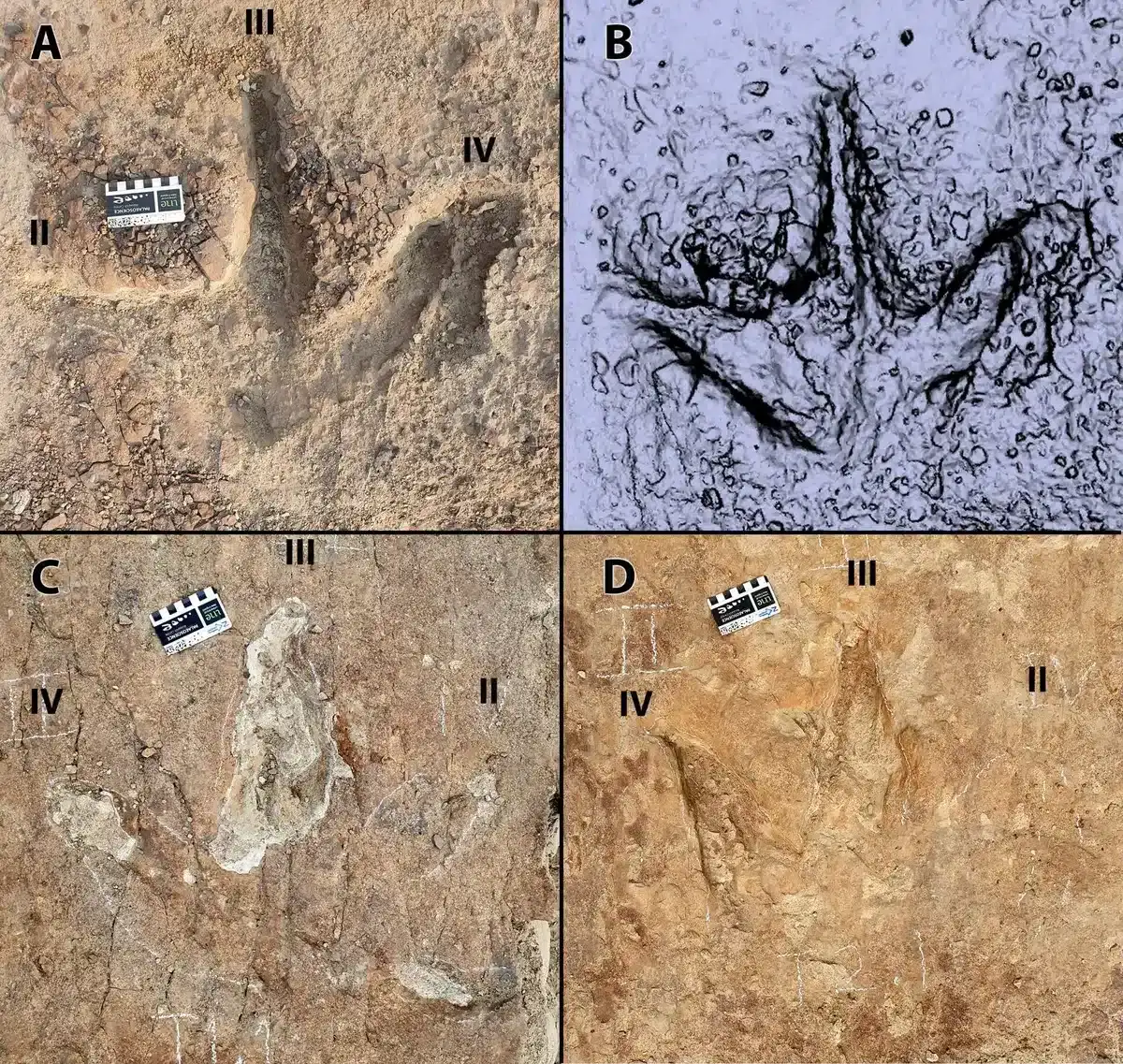Tyrannosaurid-tracks-at-Skyline-tracksite-7cad0c37314359fd8b73ff072368cef2.webp