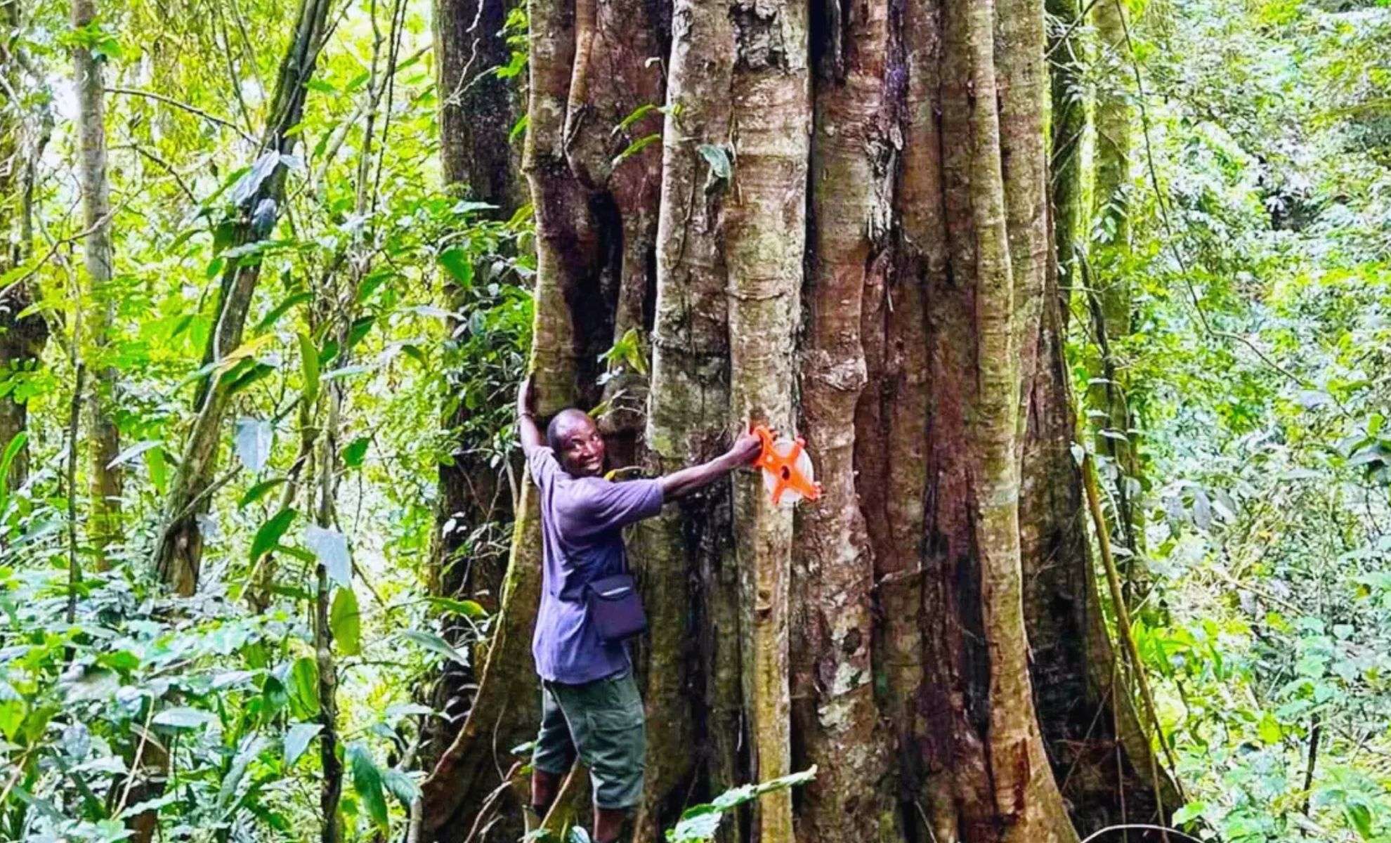 Ancient Gigantic Trees Discovered in Tanzania’s Udzungwa Mountains Reveal New Species 