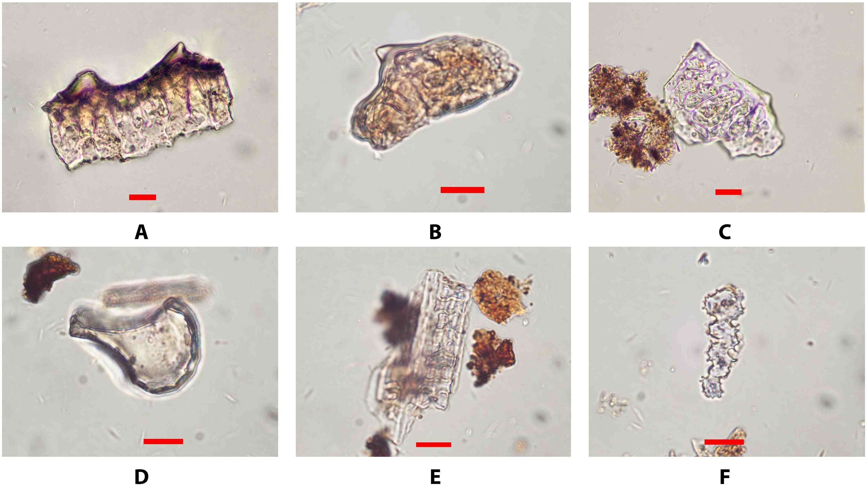 sciadv.adw3591-f3-0dbe87055ea553c650a3489abada65e7.jpg