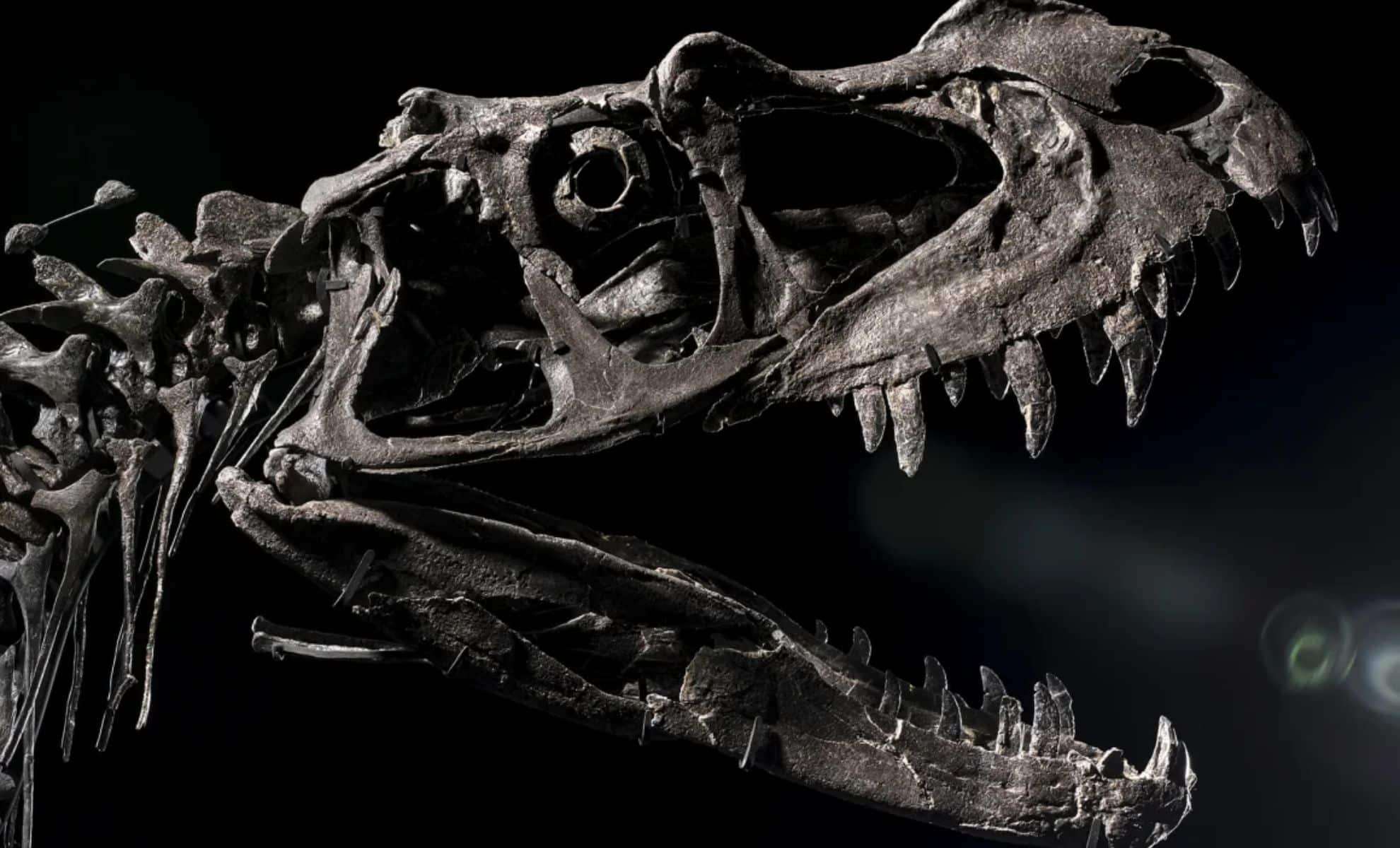 Why This Ceratosaurus Fossil Fetches Over $30 Million at Auction 