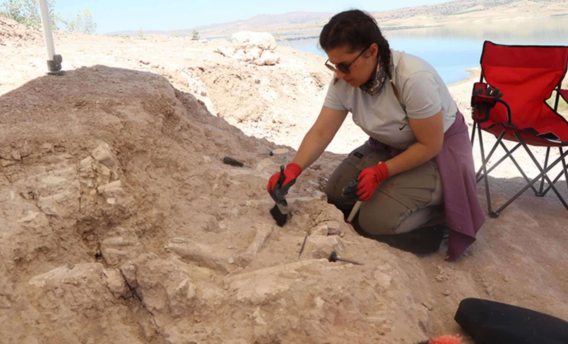 7.7-Million-Year-Old Mammoths and Giraffes Unearthed Near Turkey’s Yamula Dam 
