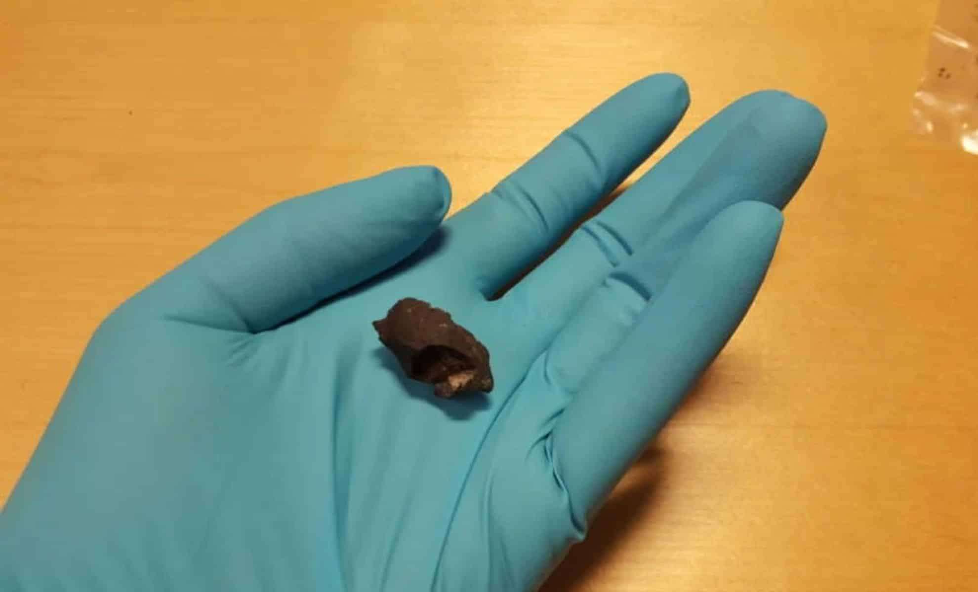 Ancient Chewed Birch Bark Tar in Sweden Yields Oldest Human DNA in Region 