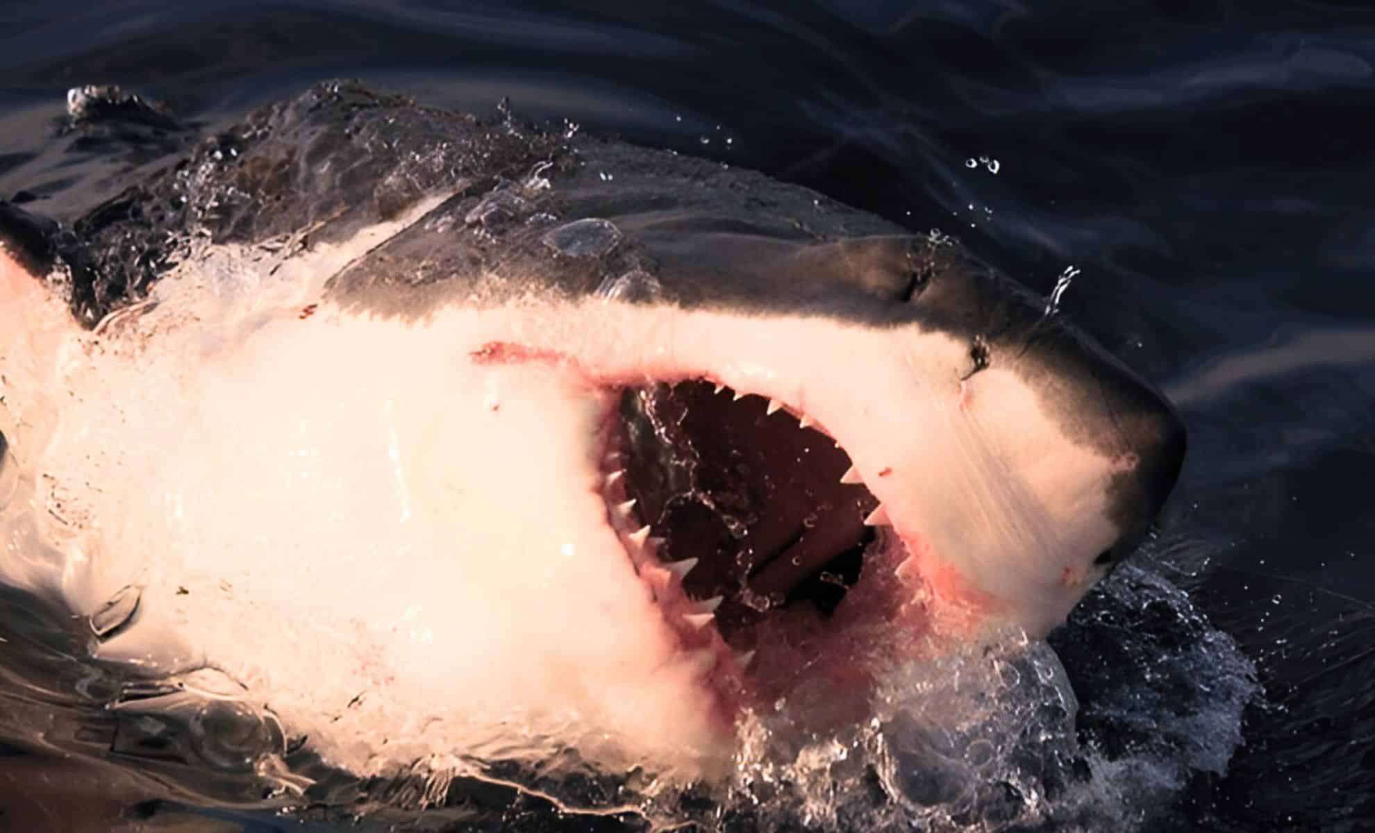 Record-Breaking Great White Shark ‘Contender’ Nears U.S. Coastline: What This Means for Safety 