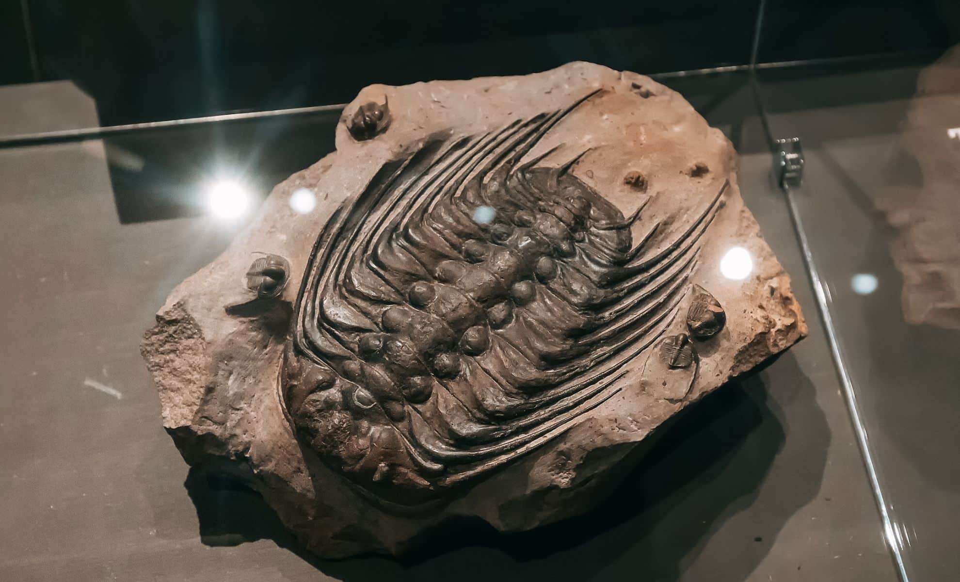 Cambrian Explosion Initiated 15 Million Years Earlier Than Previously Believed 