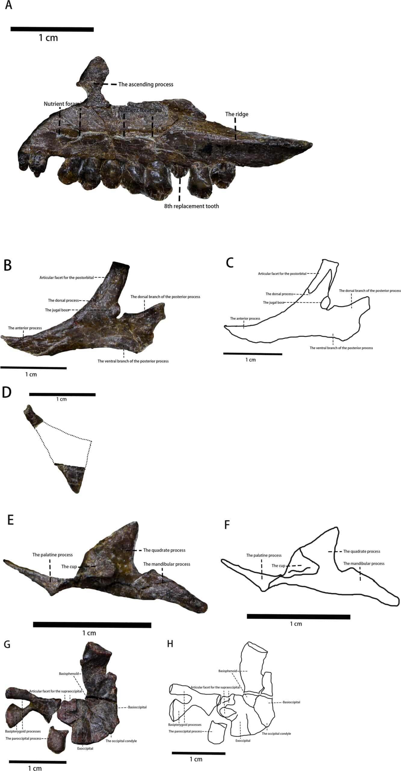 a-new-dinosaur-species-scaled-9fba2892e786971780baf1e25ffd1248.jpg