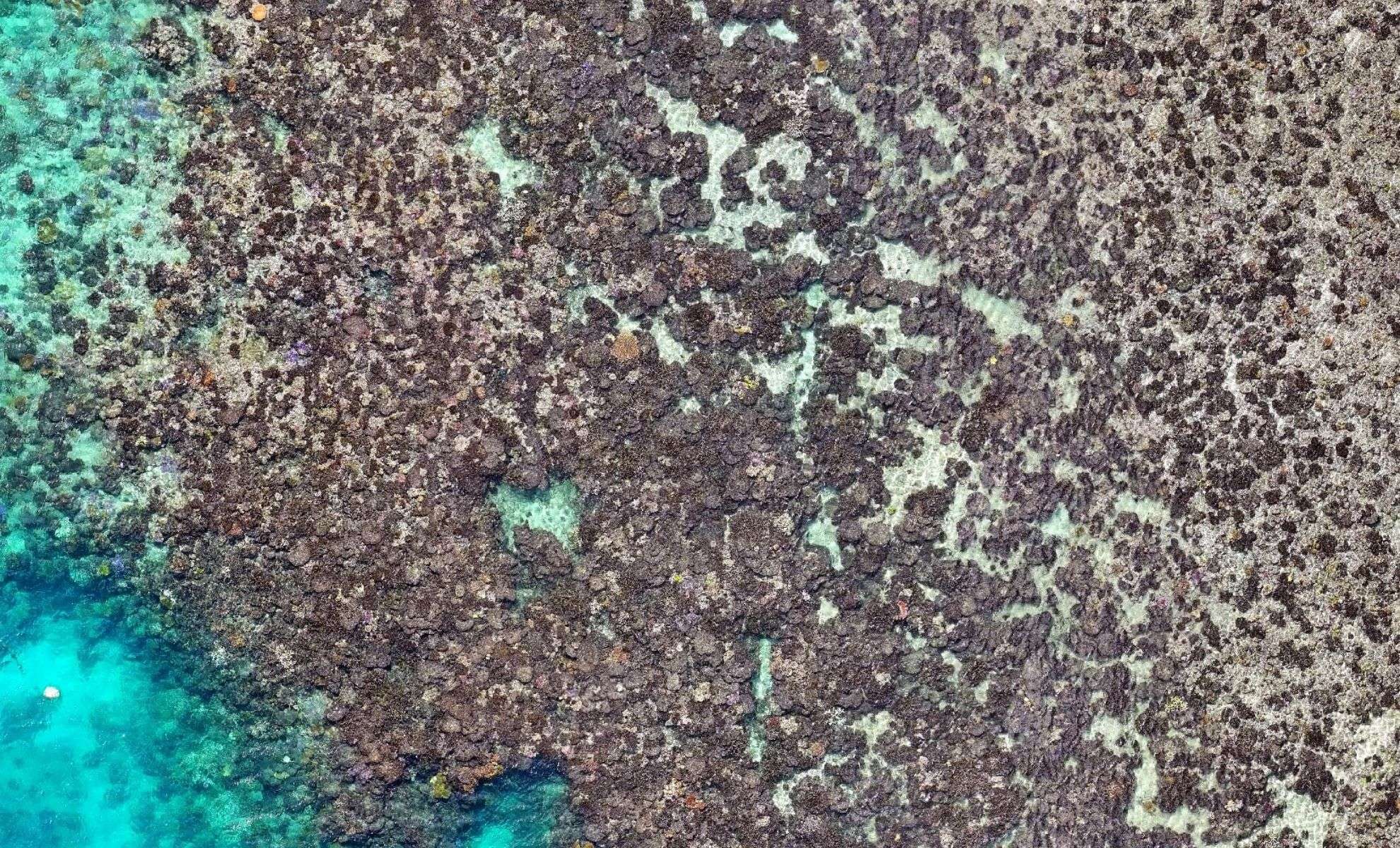 Drone Surveillance Uncovers Severe Coral Die-Off at Great Barrier Reef 