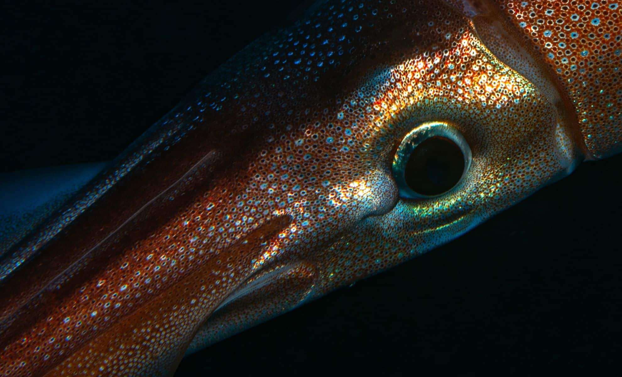Groundbreaking Moment: First Live Footage of the Enigmatic Antarctic Squid Captured 