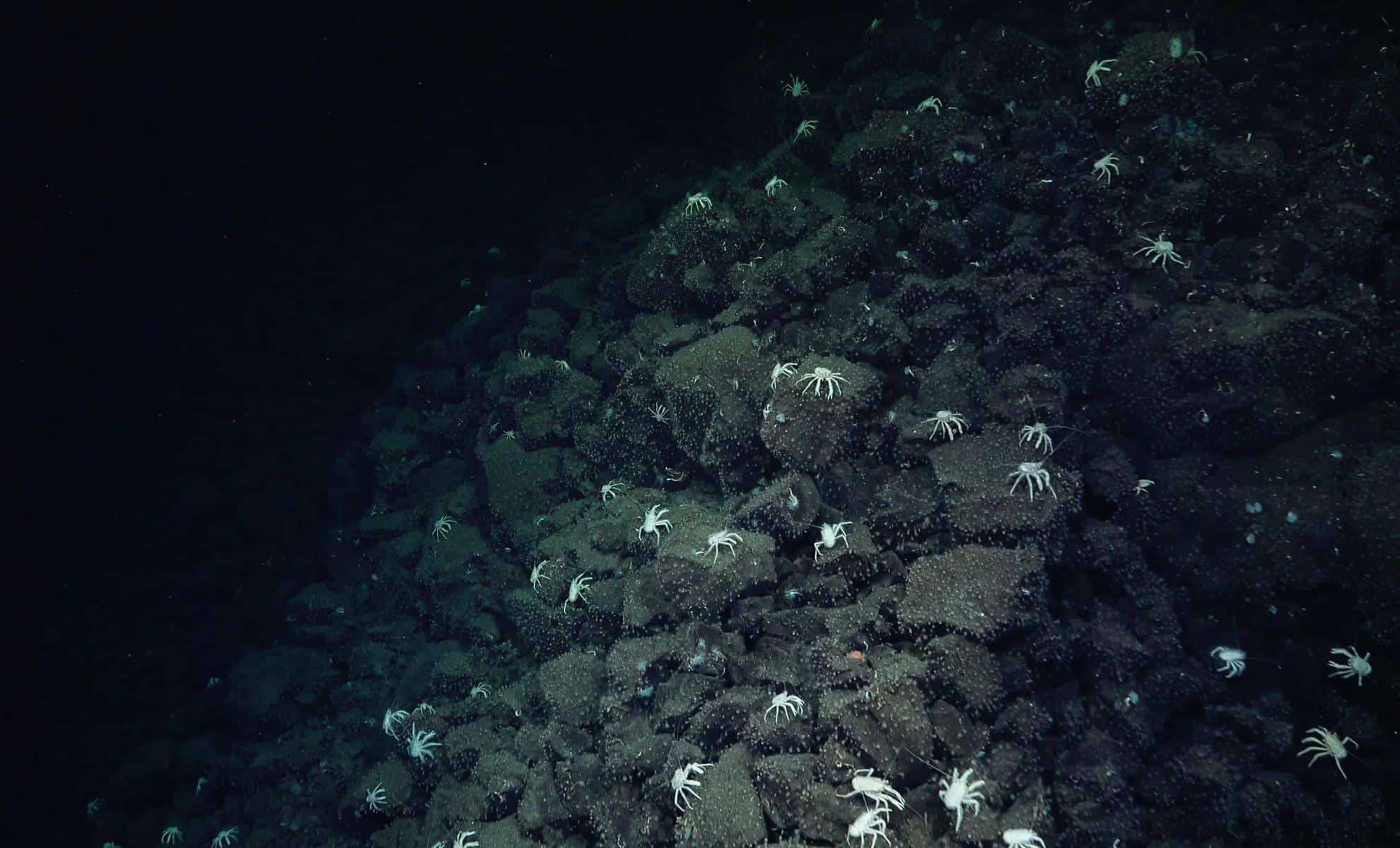 Crab Path Leads Scientists to Hidden Hydrothermal Vents Near Galápagos 