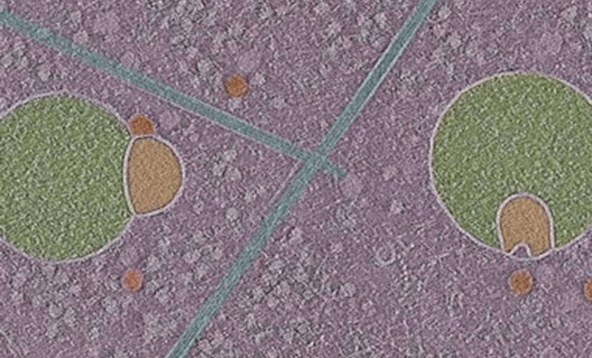 Researchers Identify a Novel Organelle in Human Cells Called the Hemifusome 