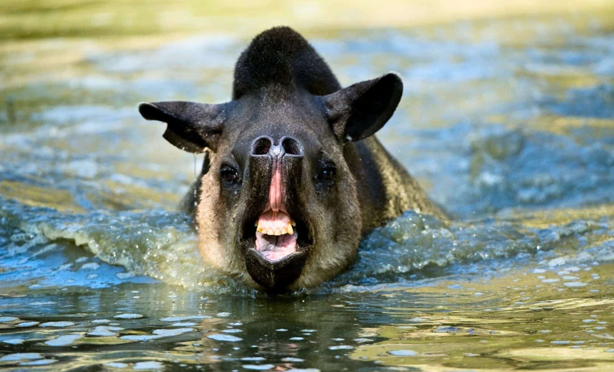 Hidden for Over a Century, South American Tapirs Reappear in Brazilian Atlantic Forest 