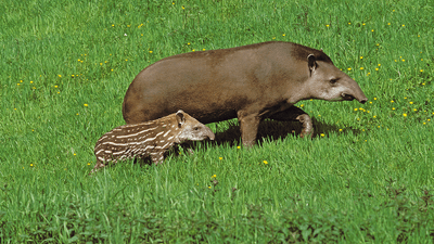 tapir-s-7beb07305c611696d529f56bbe5dd6ee.png