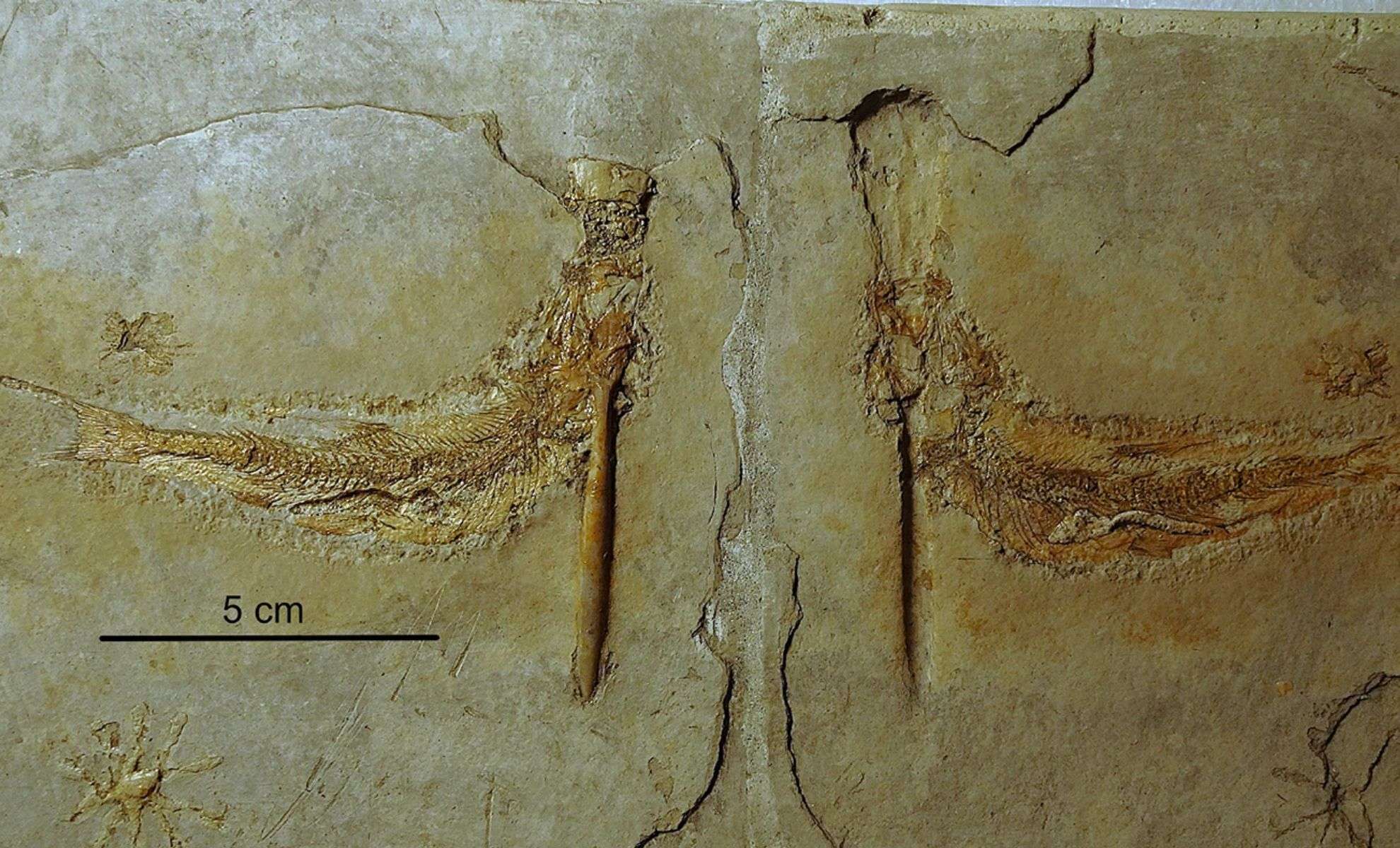 Ancient Jurassic Fish Met Their End Choking on Floating Cephalopods 