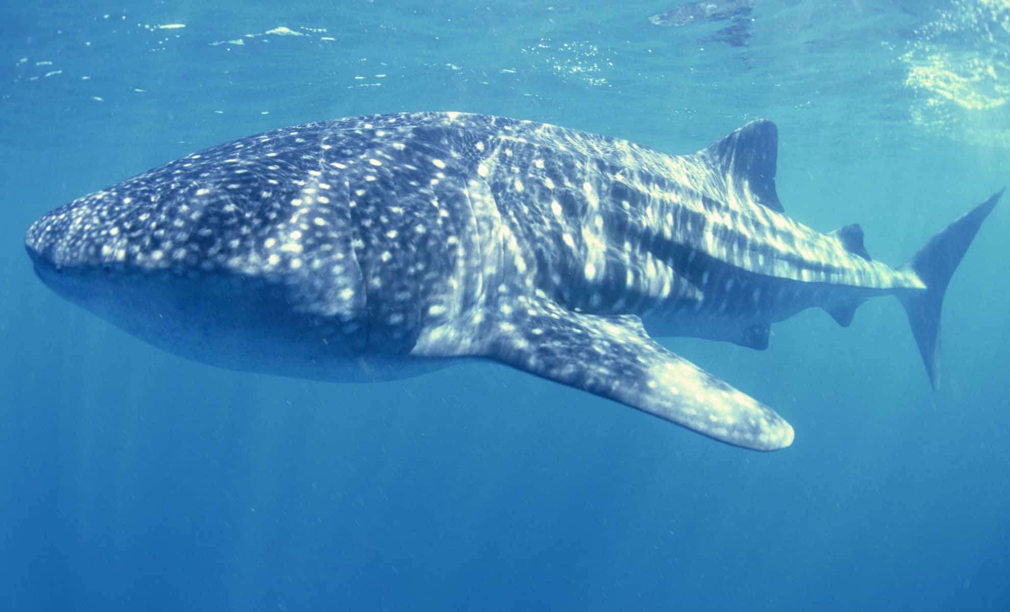 Record-Breaking Whale Shark Discovered in the Pacific Ocean 