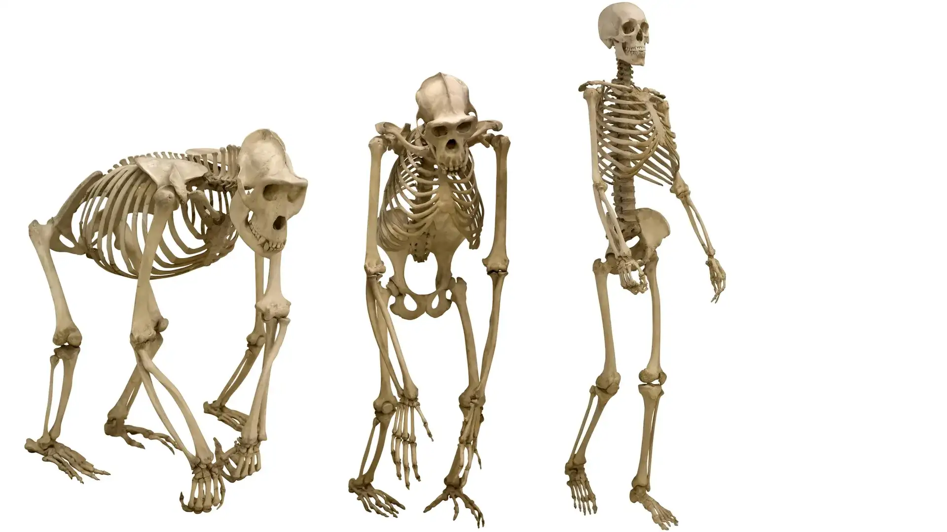 skeletons-evolution-walking-upright-1feaa182b51441ff528d97814cc29bda.webp